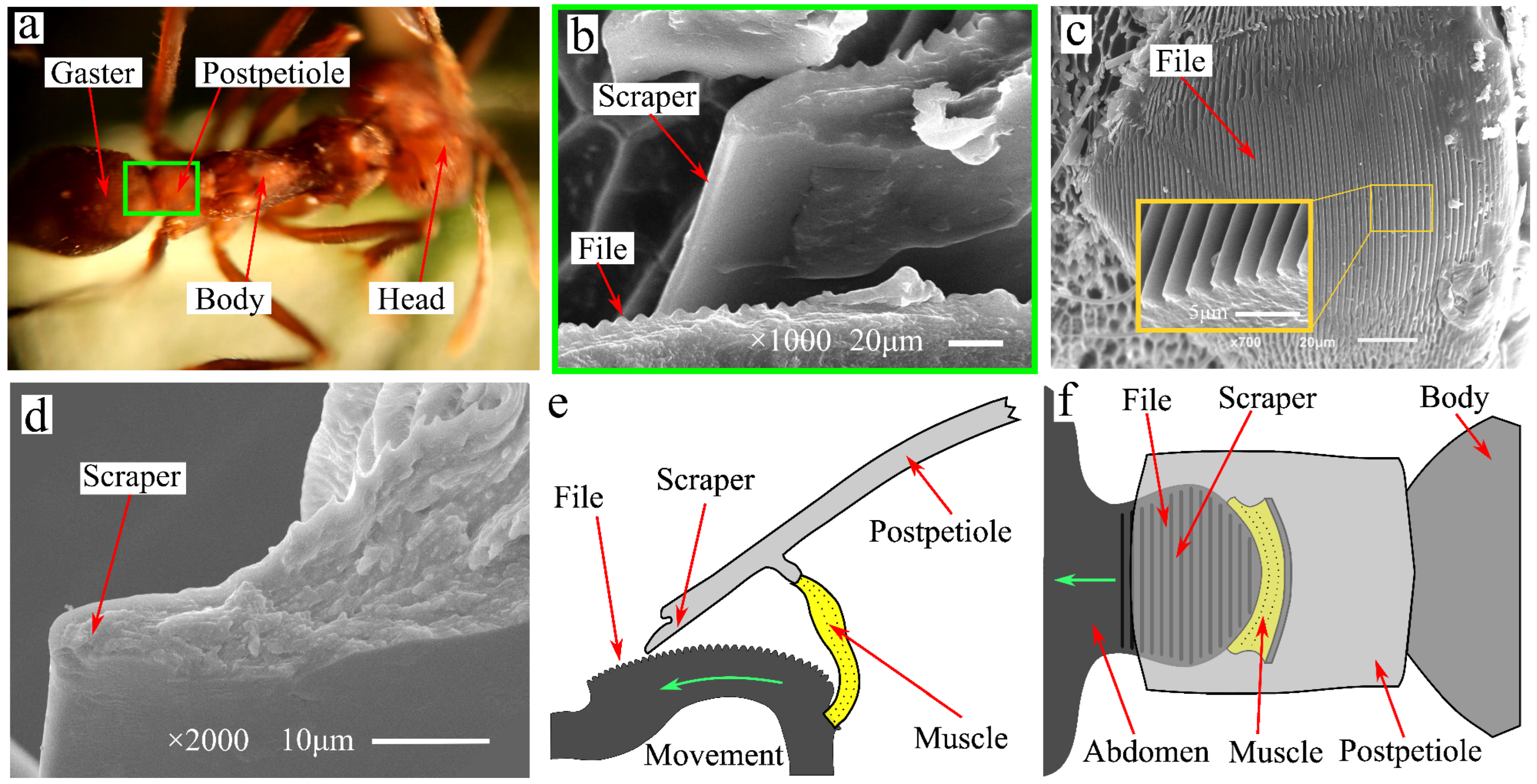 Biomimetics 09 00247 g001