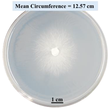 Biomimetics 09 00251 i002 Biomimetics 09 00251 i002