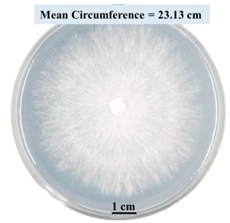 Biomimetics 09 00251 i003 Biomimetics 09 00251 i003