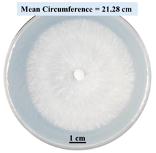 Biomimetics 09 00251 i006 Biomimetics 09 00251 i006