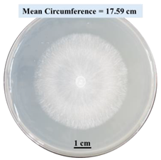 Biomimetics 09 00251 i009 Biomimetics 09 00251 i009