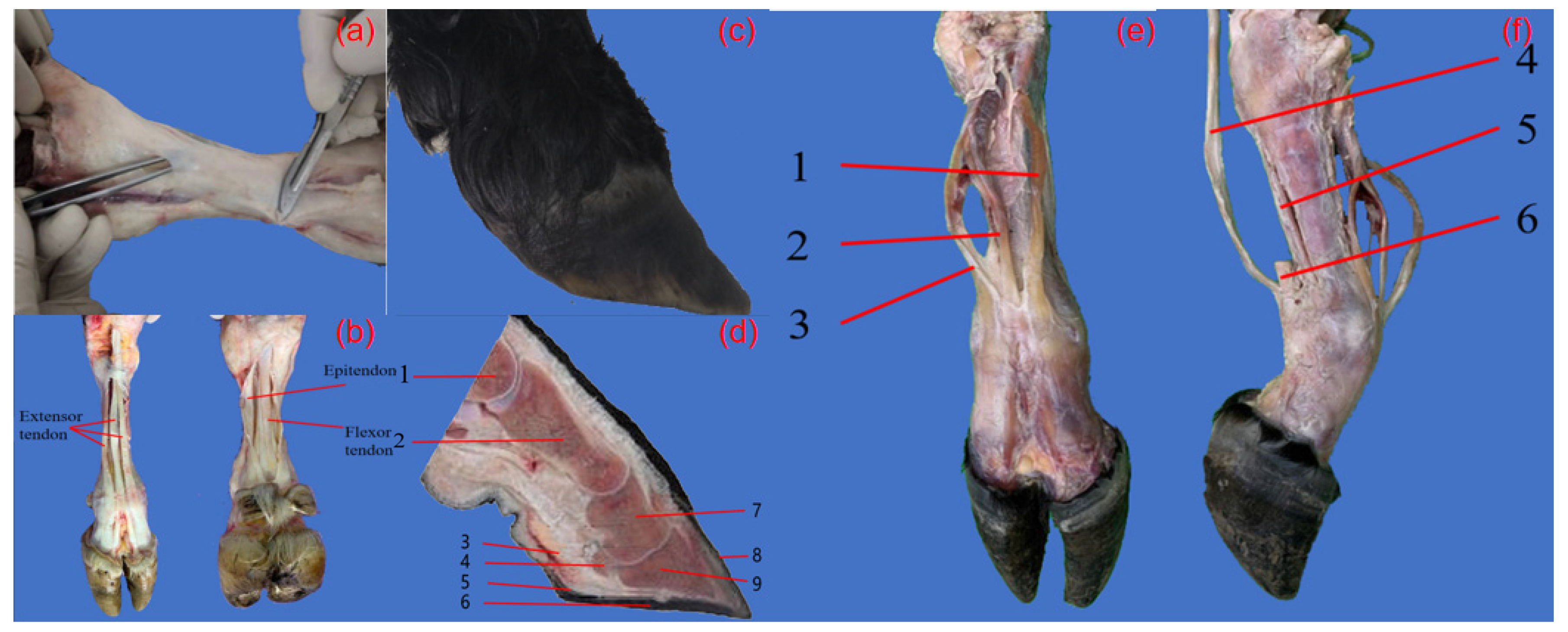 Biomimetics 09 00260 g001