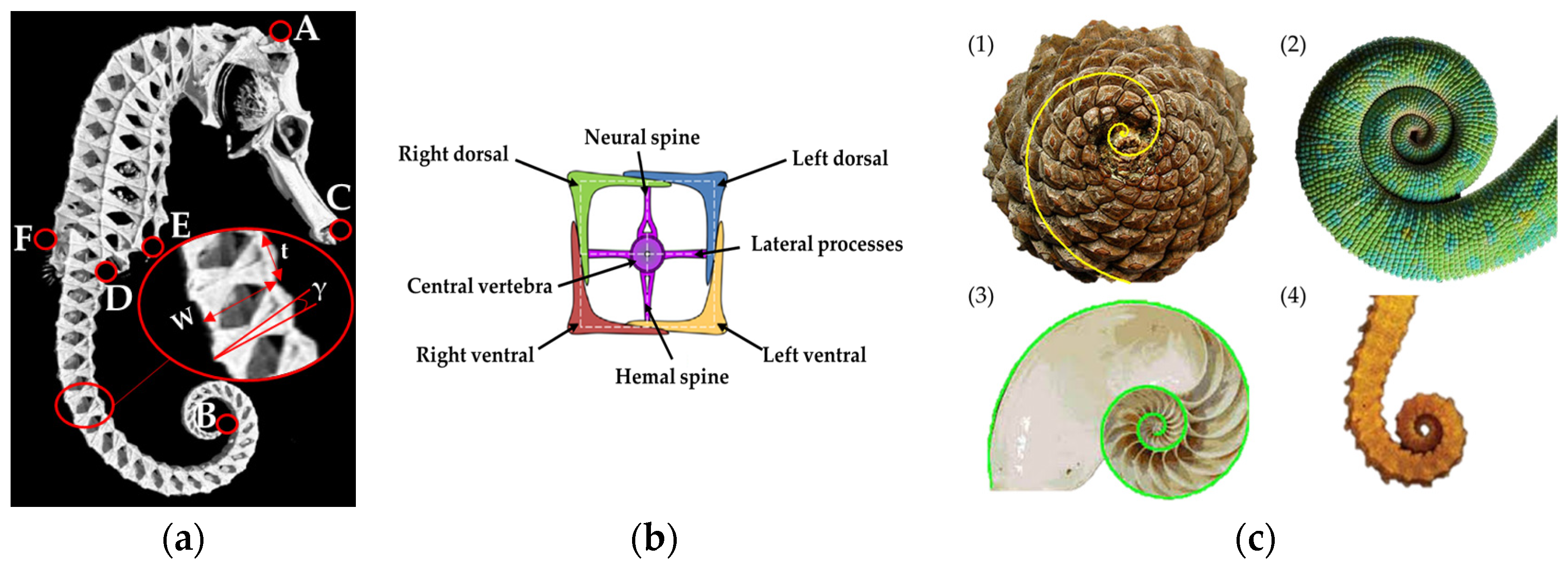 Biomimetics 09 00264 g002