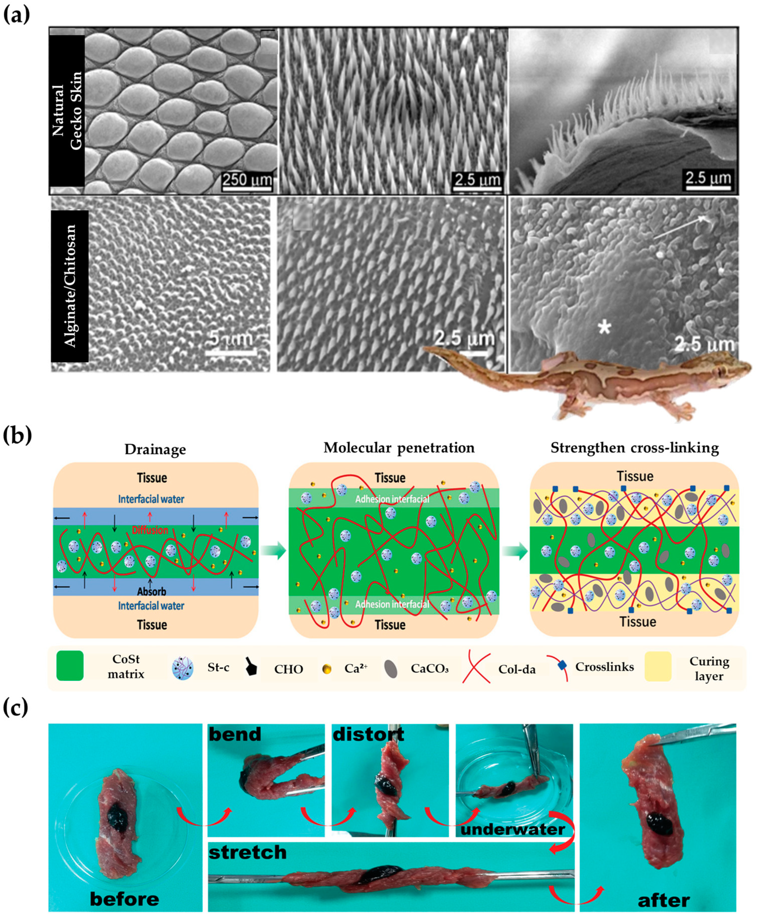 Biomimetics 09 00278 g006