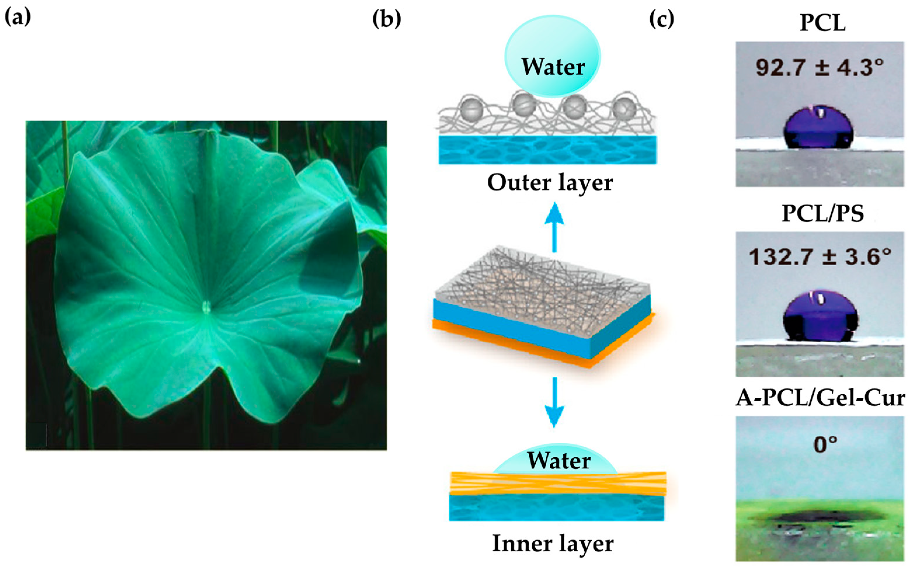 Biomimetics 09 00278 g008