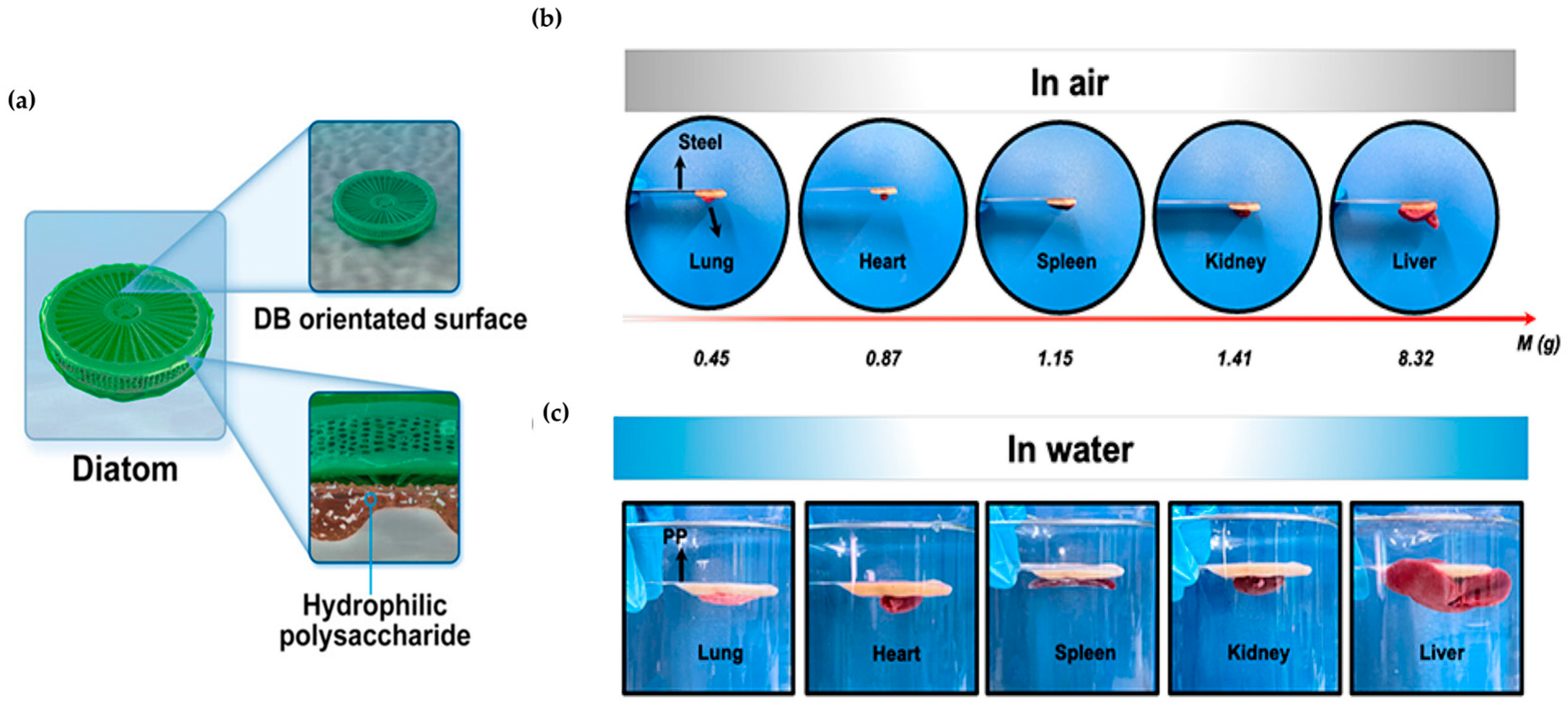 Biomimetics 09 00278 g010
