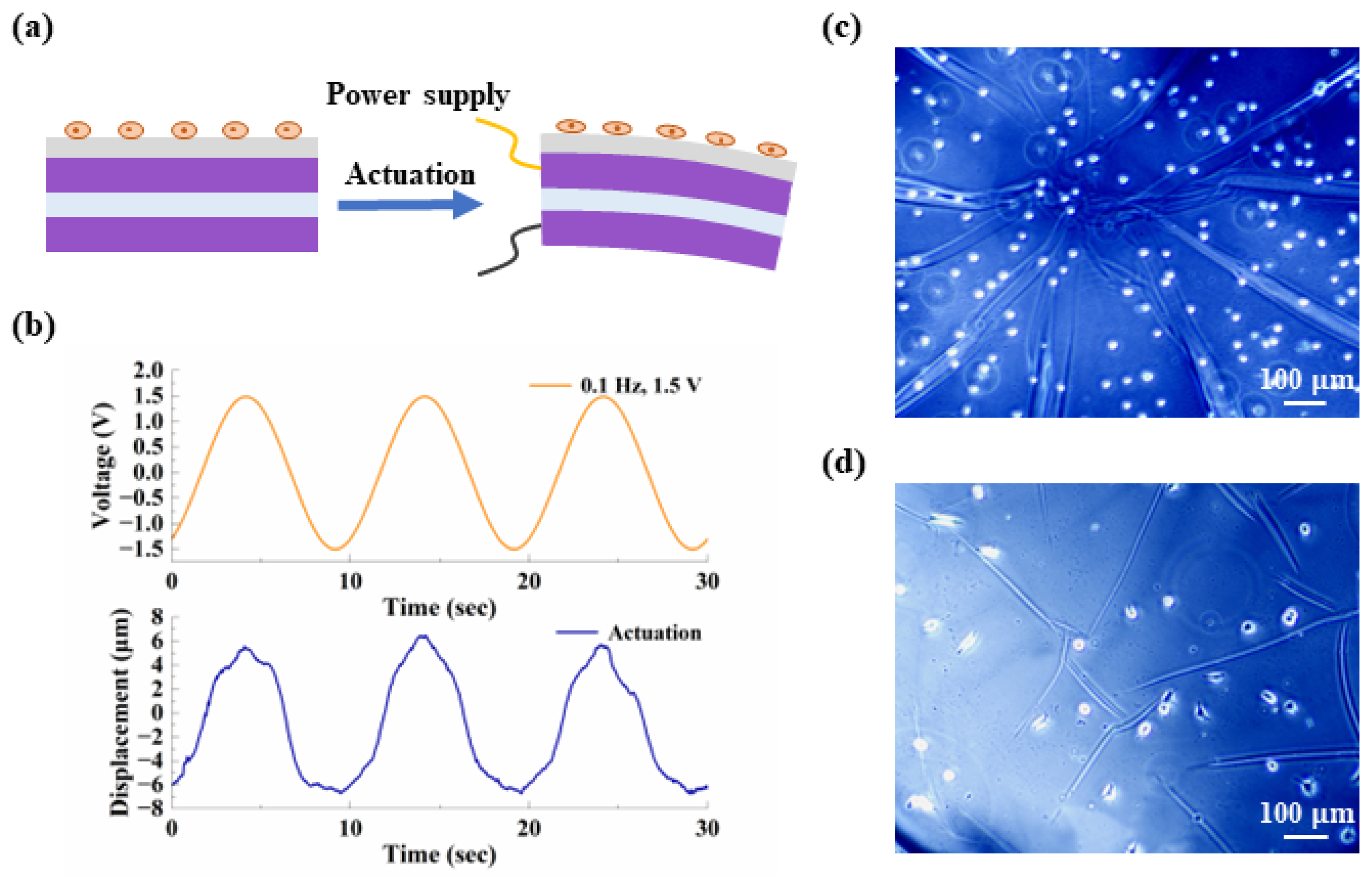 Biomimetics 09 00281 g010