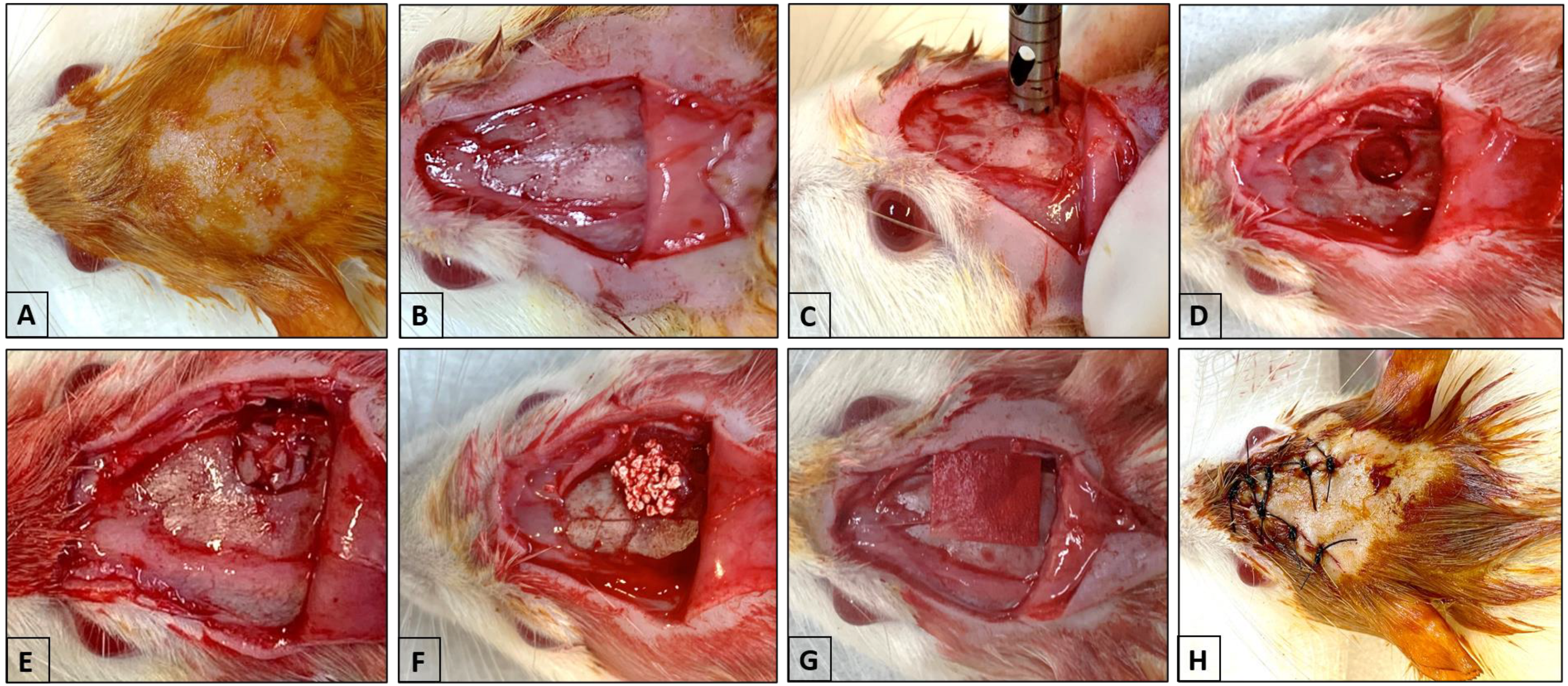 Biomimetics 09 00284 g001 Biomimetics 09 00284 g001