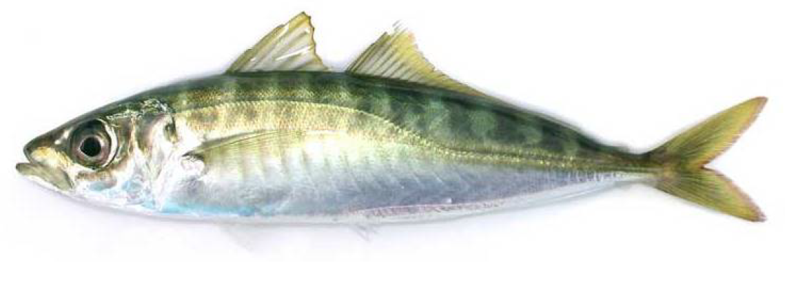 Biomimetics 09 00301 g001