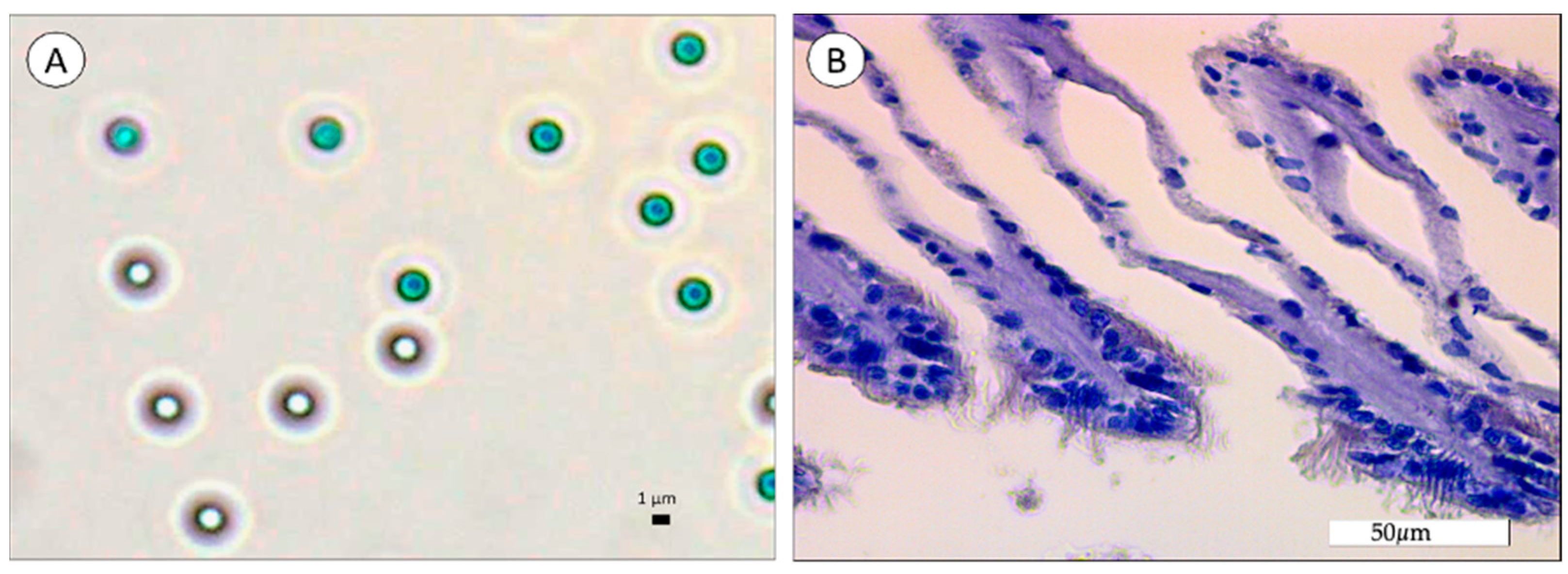 Biomimetics 09 00303 g009