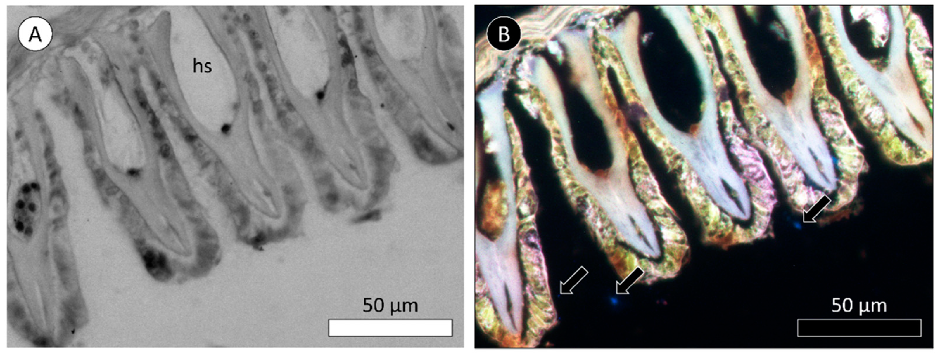Biomimetics 09 00303 g010