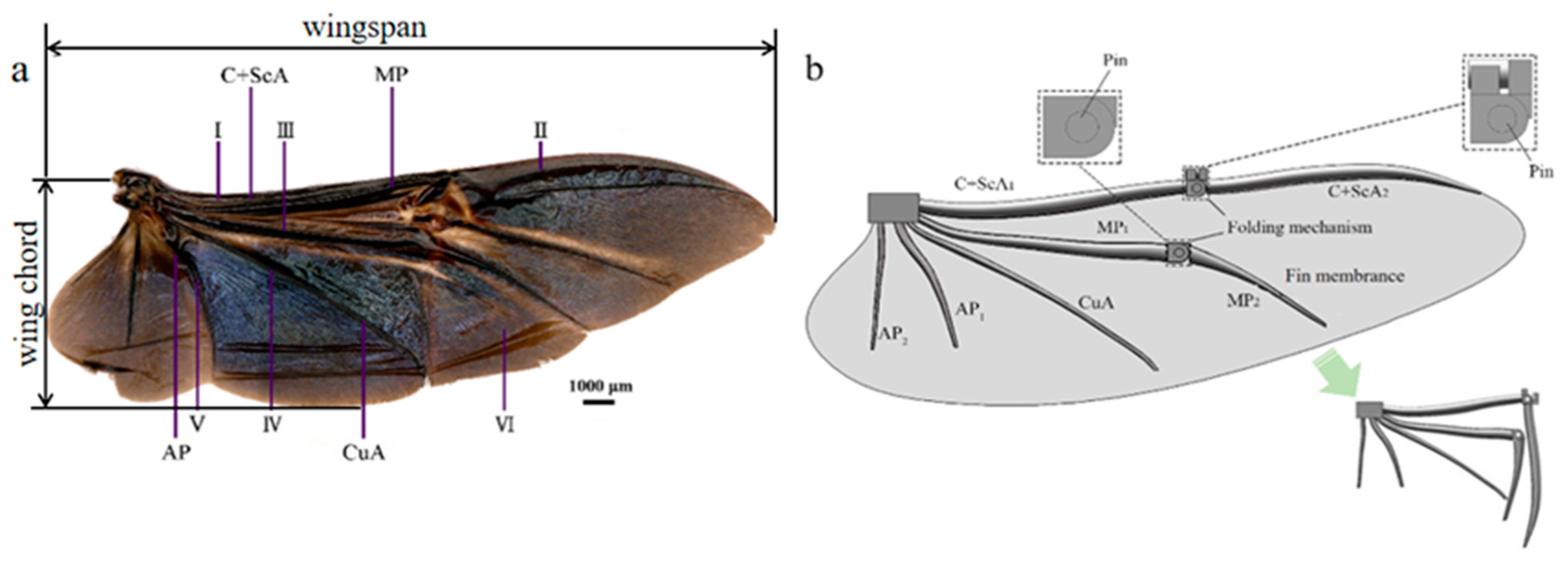 Biomimetics 09 00313 g001