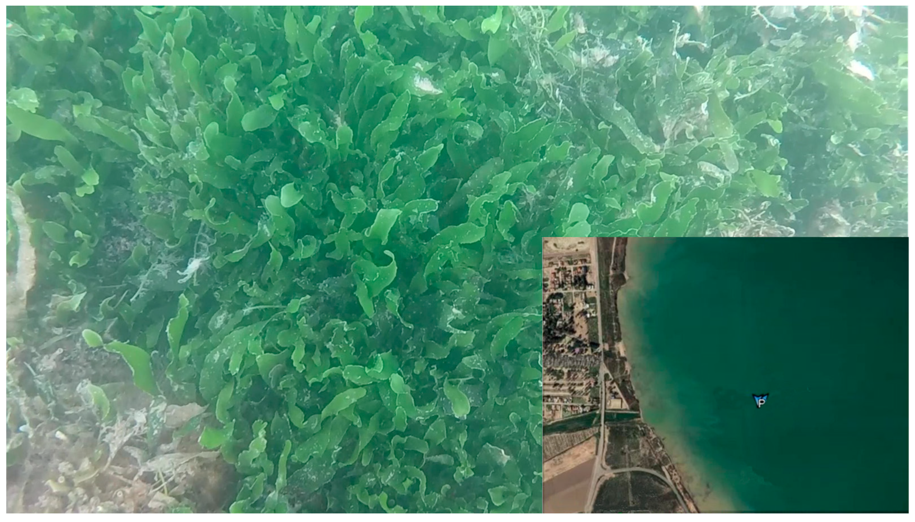 Biomimetics 09 00329 g011