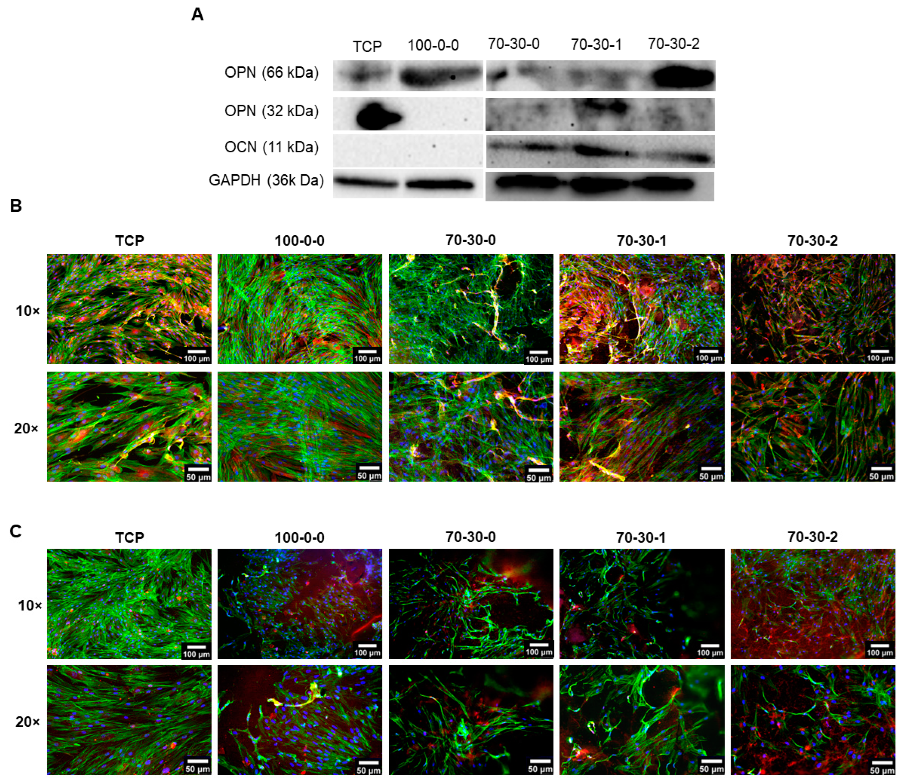 Biomimetics 09 00338 g006
