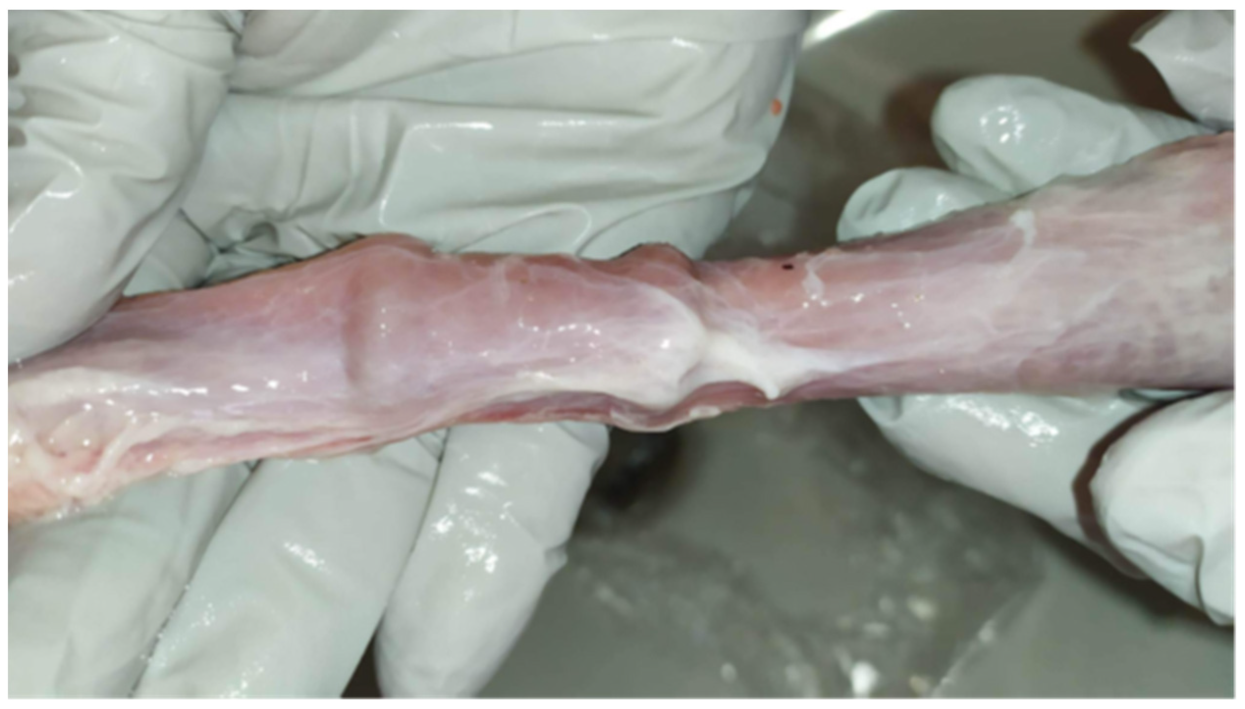 Biomimetics 09 00359 g005