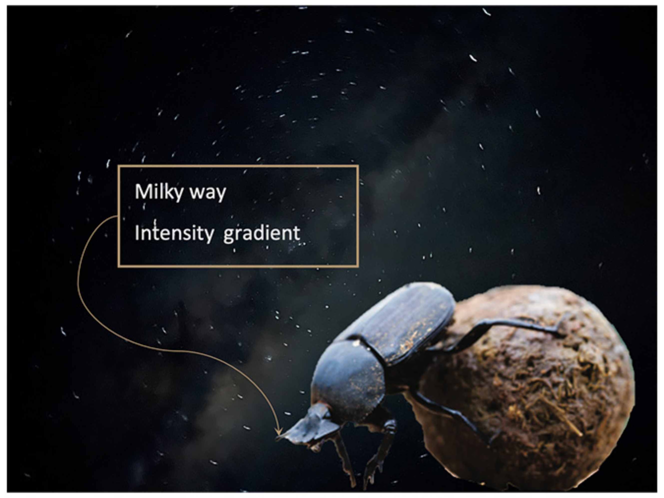 Biomimetics 09 00375 g003