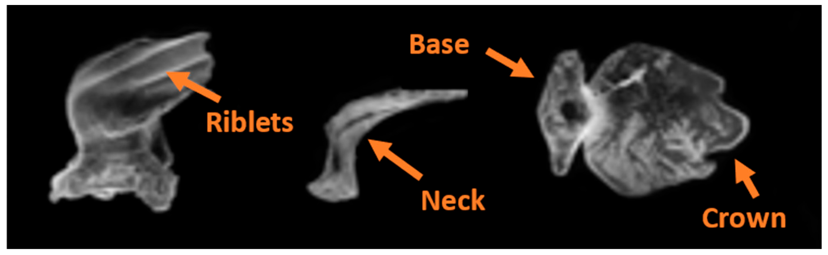 Biomimetics 09 00378 g003