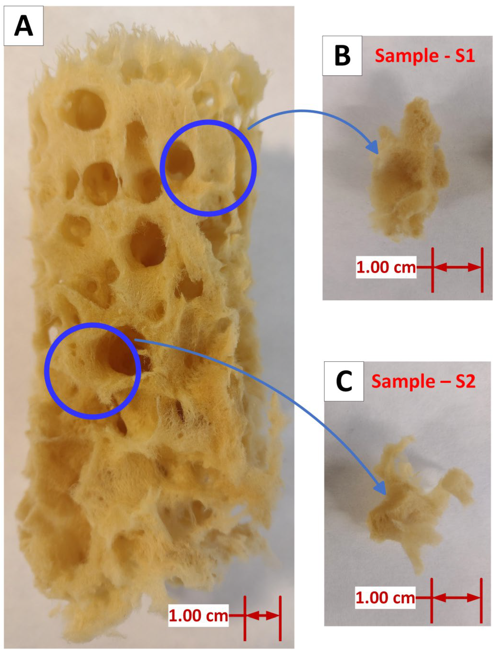 Biomimetics 09 00387 g002