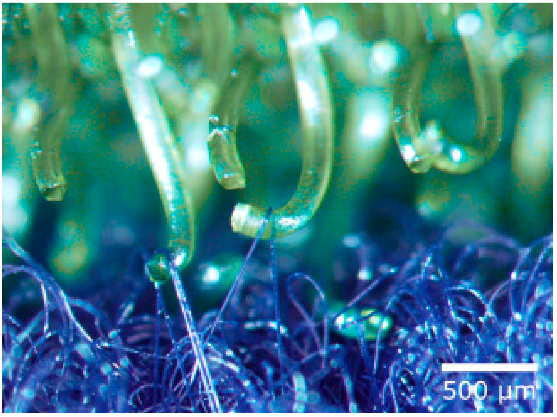 Biomimetics 09 00390 g002 Biomimetics 09 00390 g002