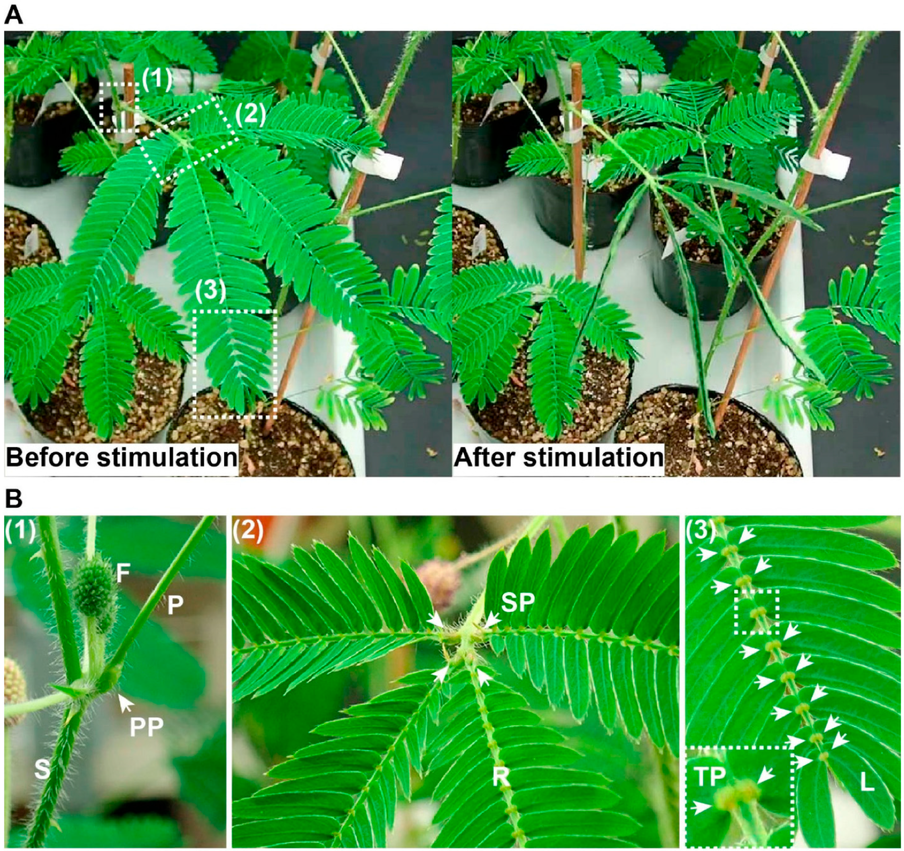Biomimetics 09 00390 g008 Biomimetics 09 00390 g008