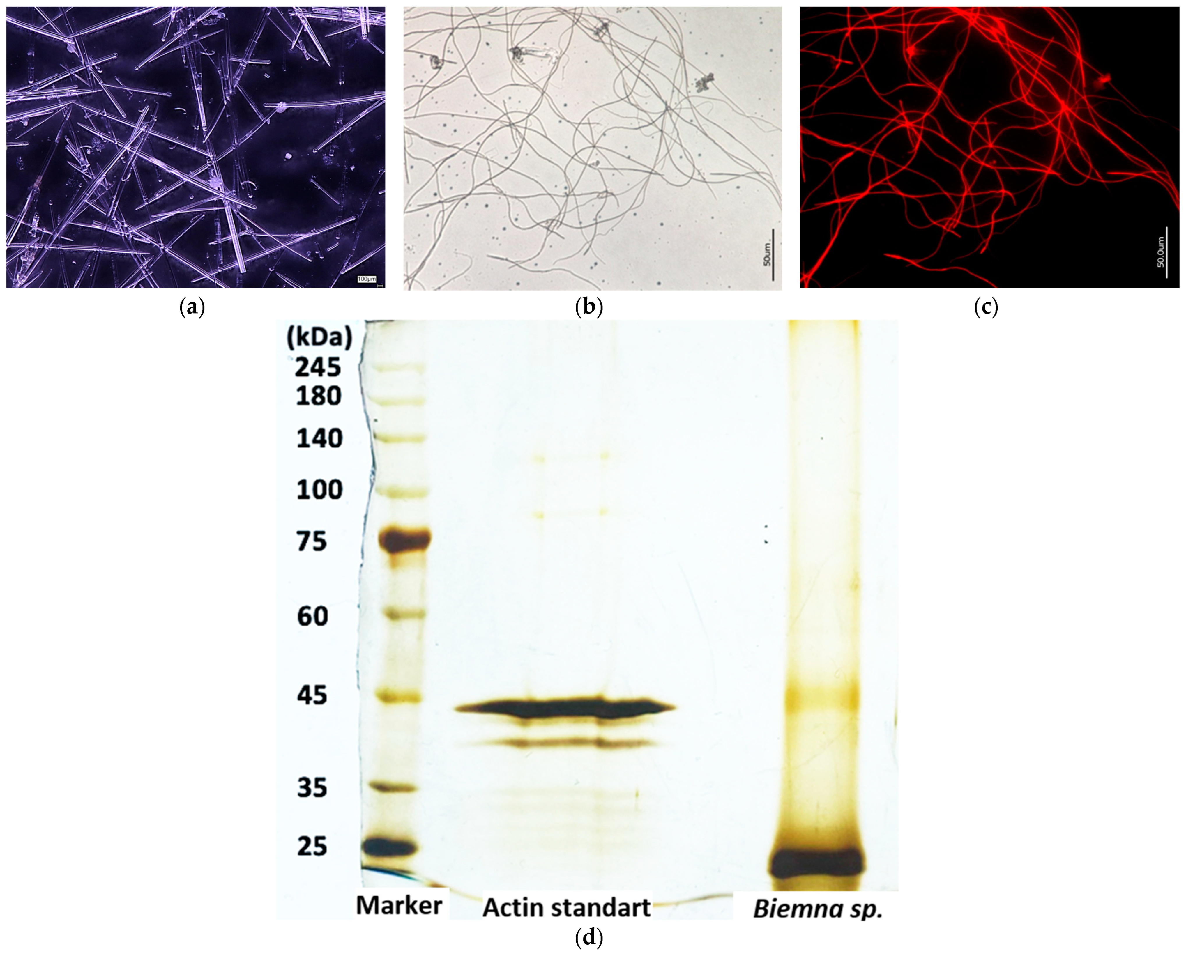 Biomimetics 09 00393 g006 Biomimetics 09 00393 g006