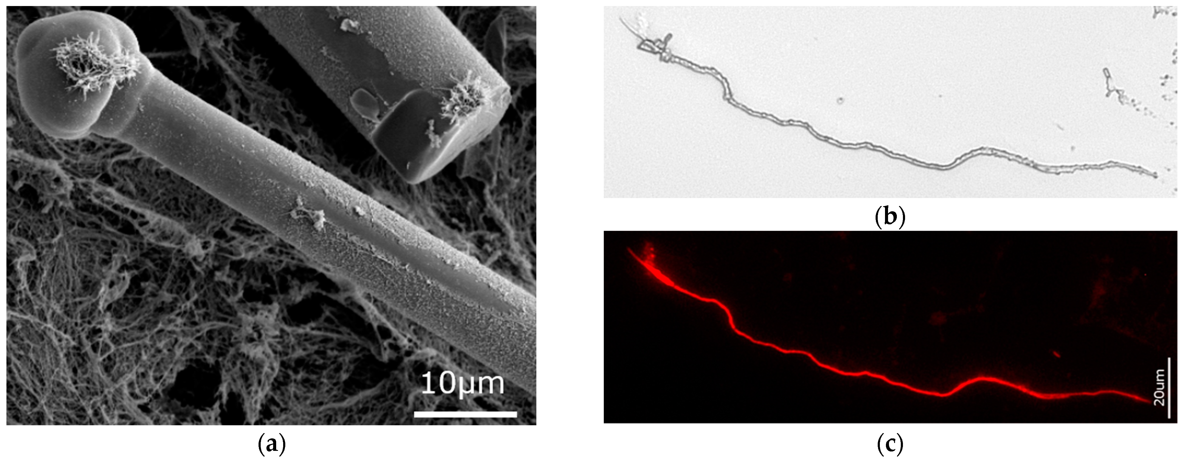 Biomimetics 09 00393 g007 Biomimetics 09 00393 g007