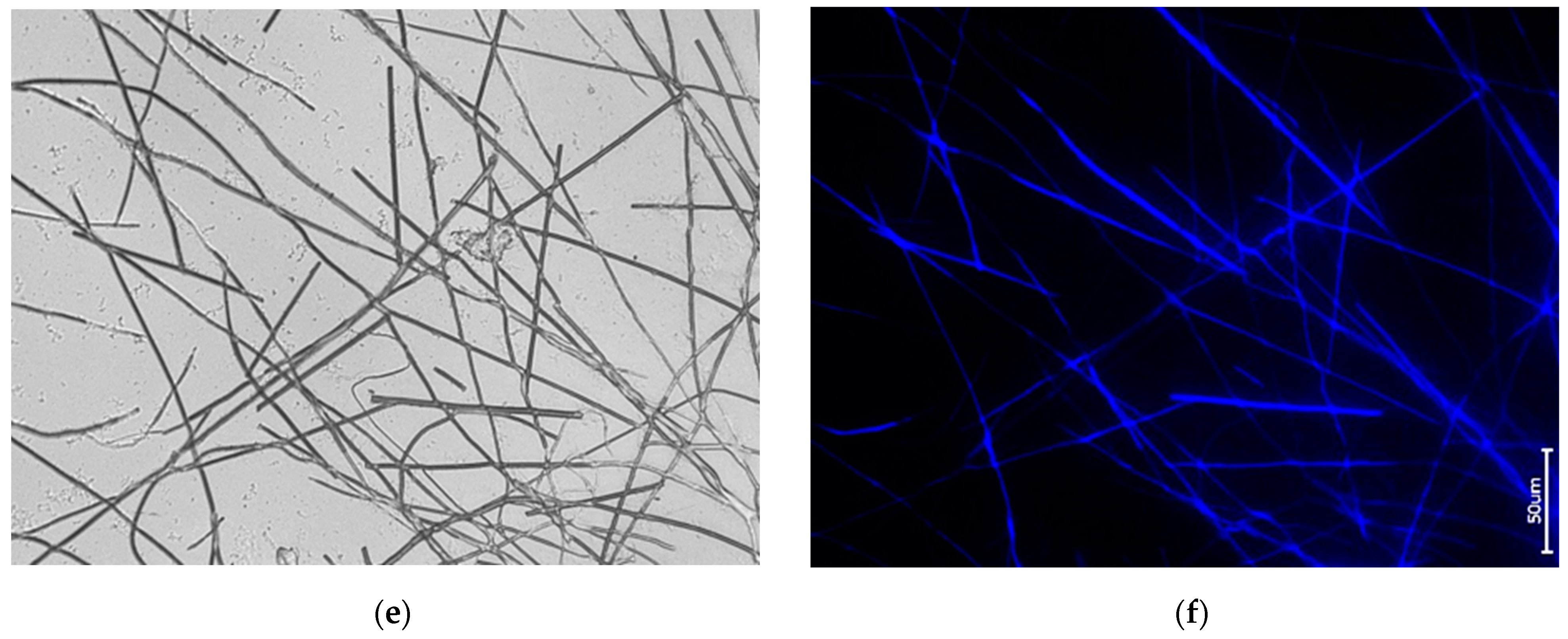 Biomimetics 09 00393 g008b Biomimetics 09 00393 g008b