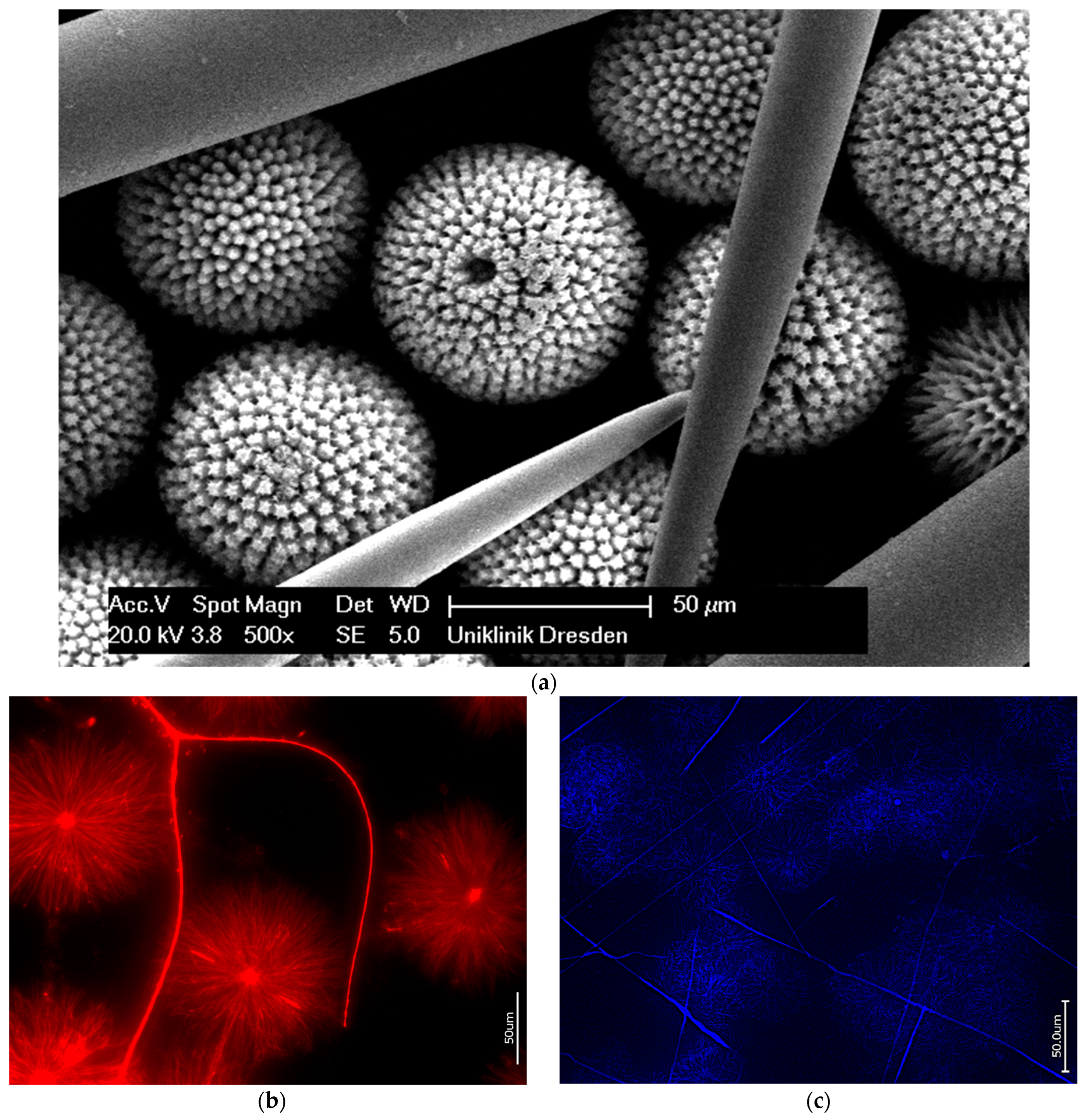 Biomimetics 09 00393 g009 Biomimetics 09 00393 g009