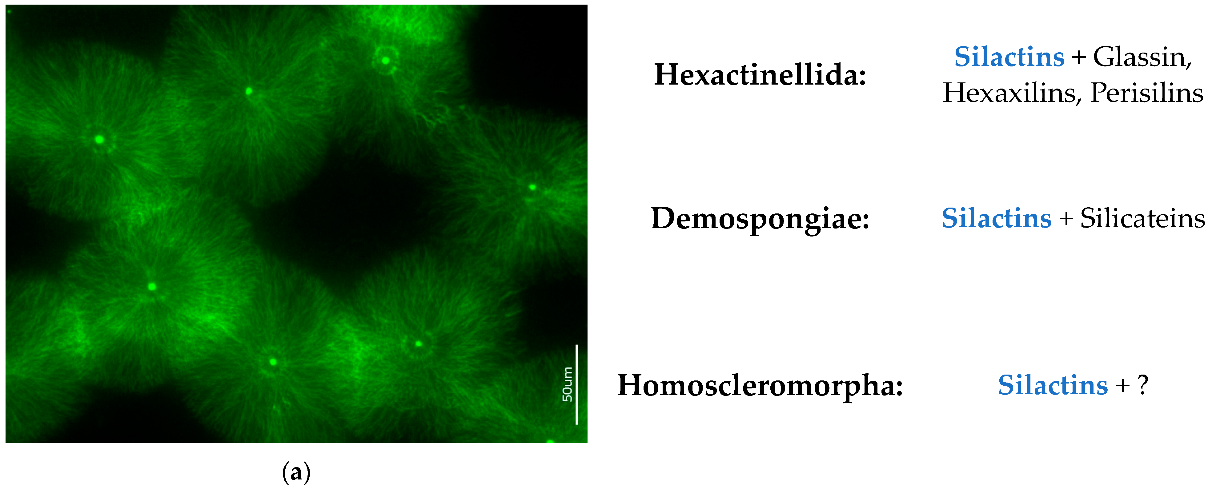 Biomimetics 09 00393 g012 Biomimetics 09 00393 g012