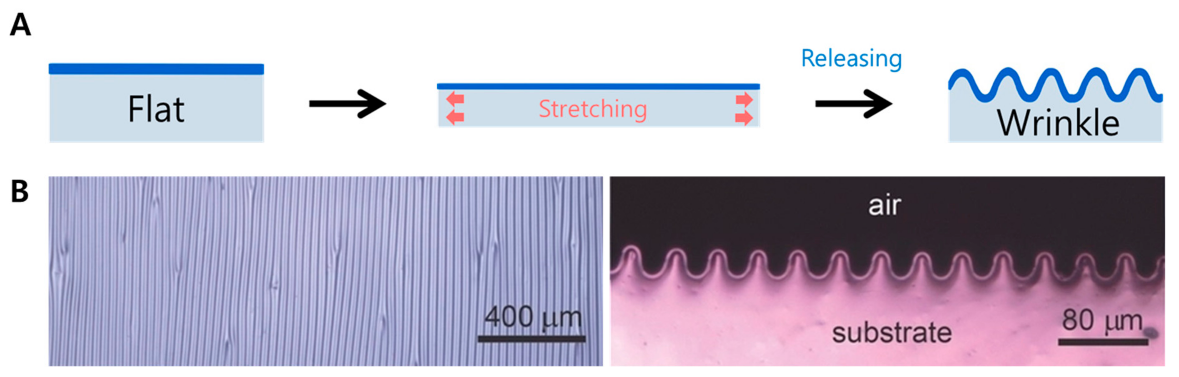 Biomimetics 09 00395 g002