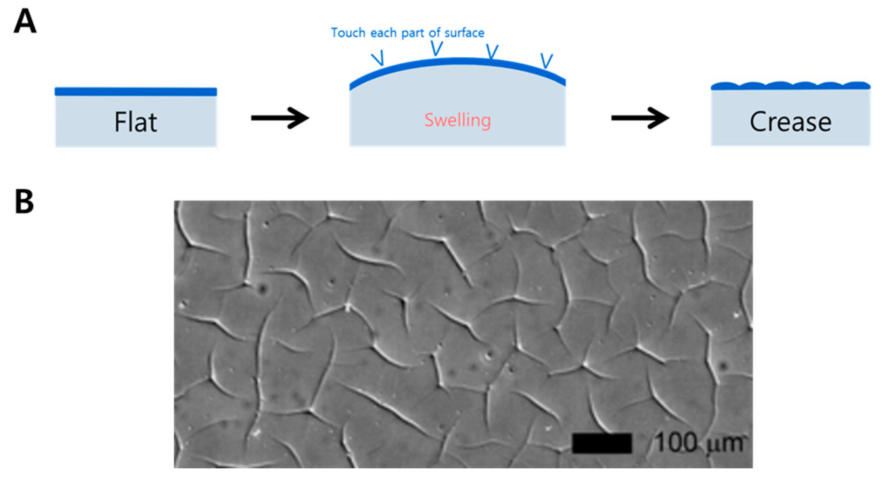 Biomimetics 09 00395 g003
