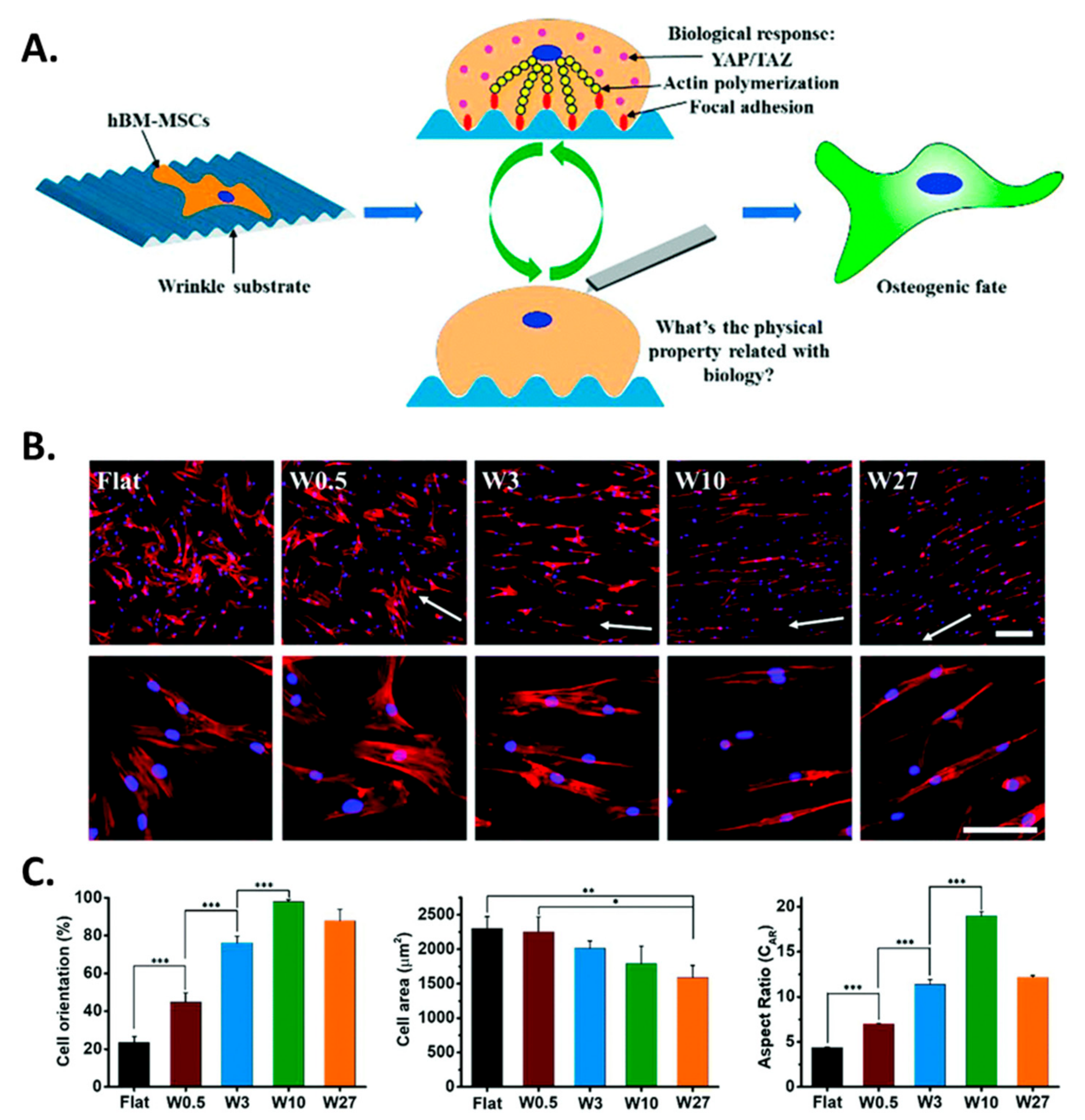 Biomimetics 09 00395 g005