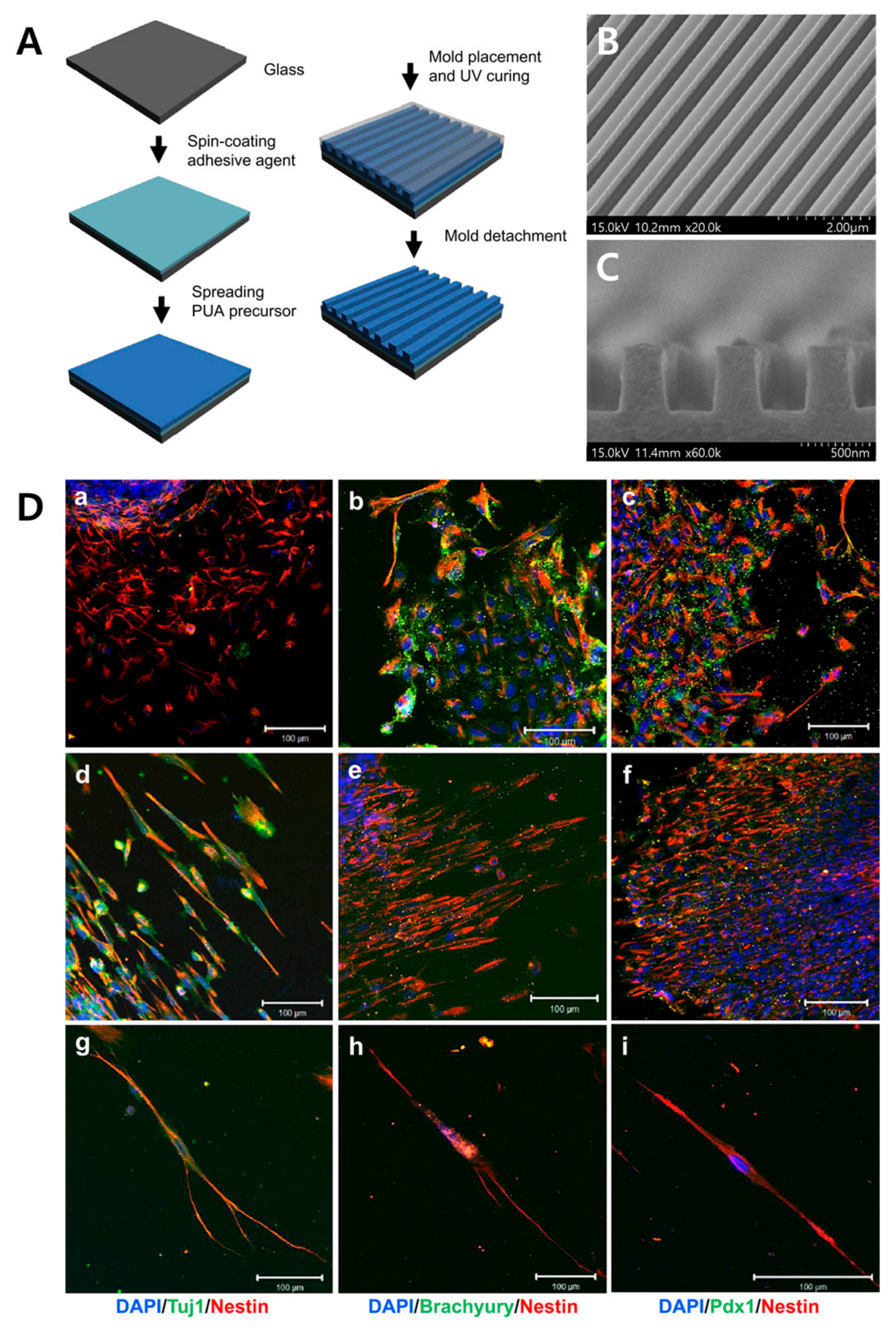Biomimetics 09 00395 g006