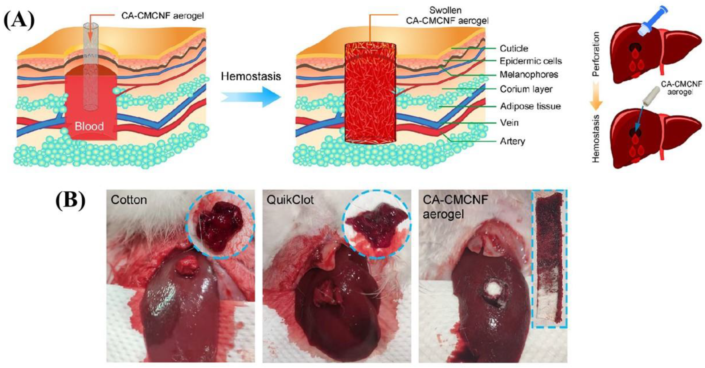 Biomimetics 09 00397 g005