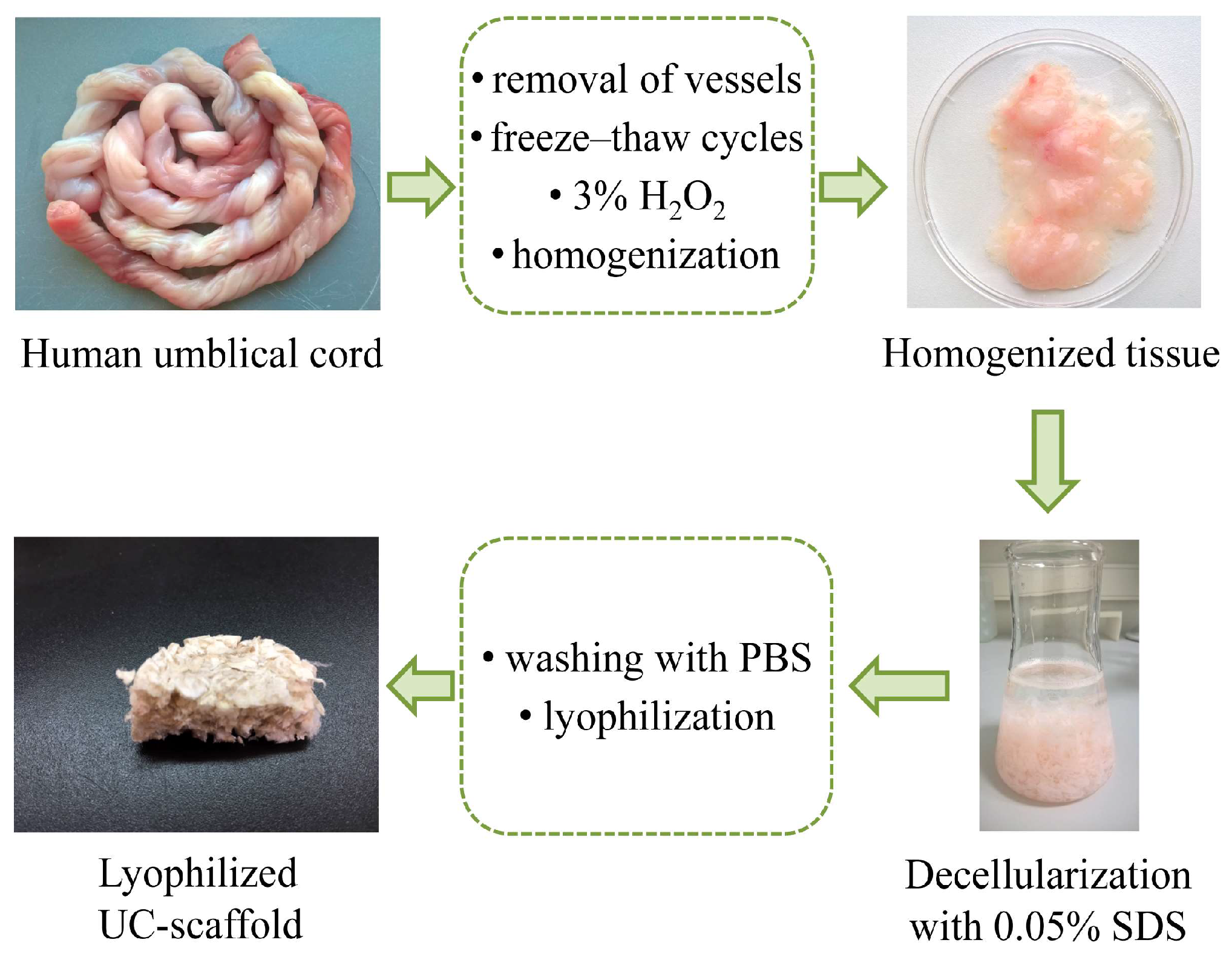 Biomimetics 09 00405 g001