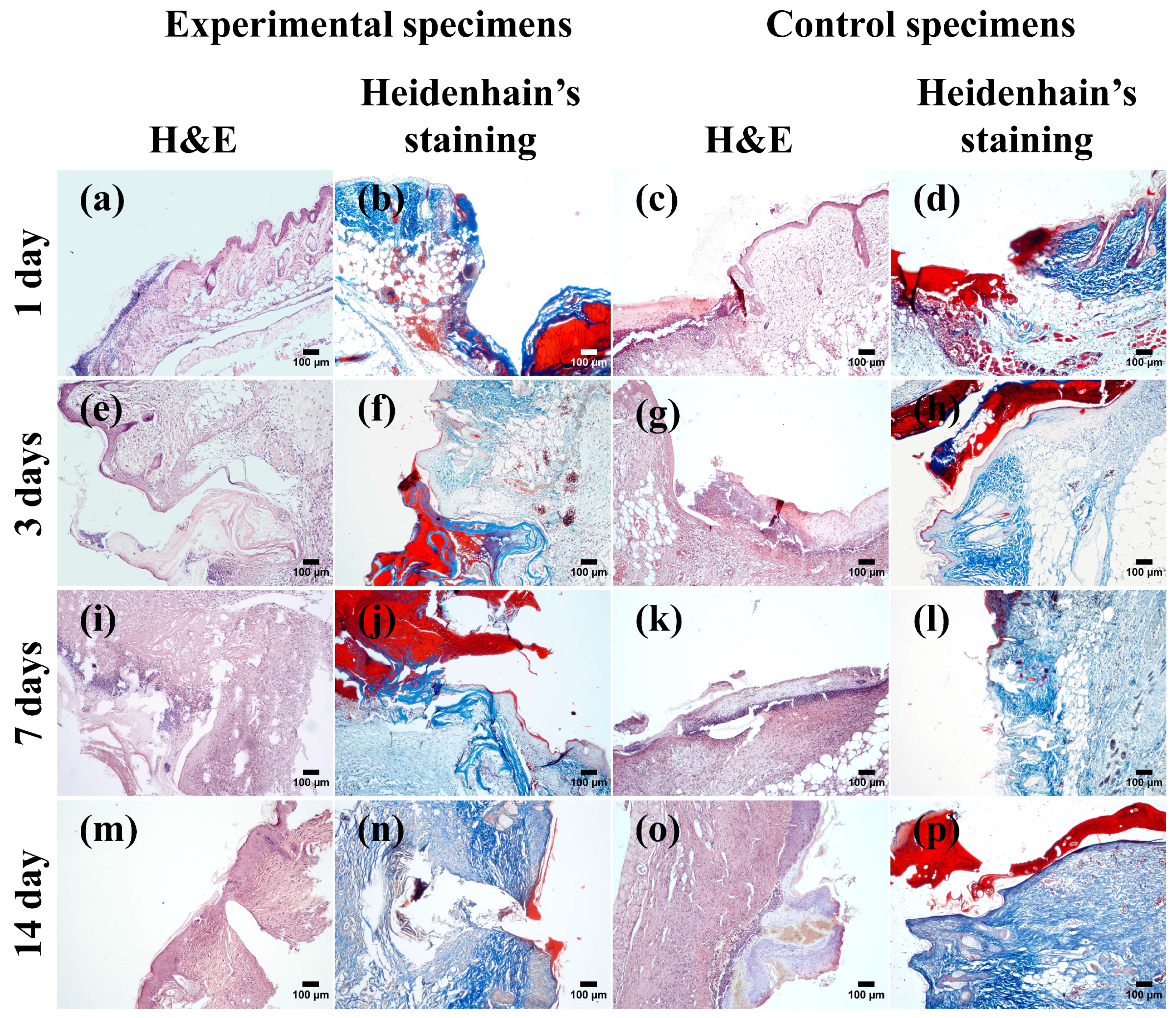 Biomimetics 09 00405 g005