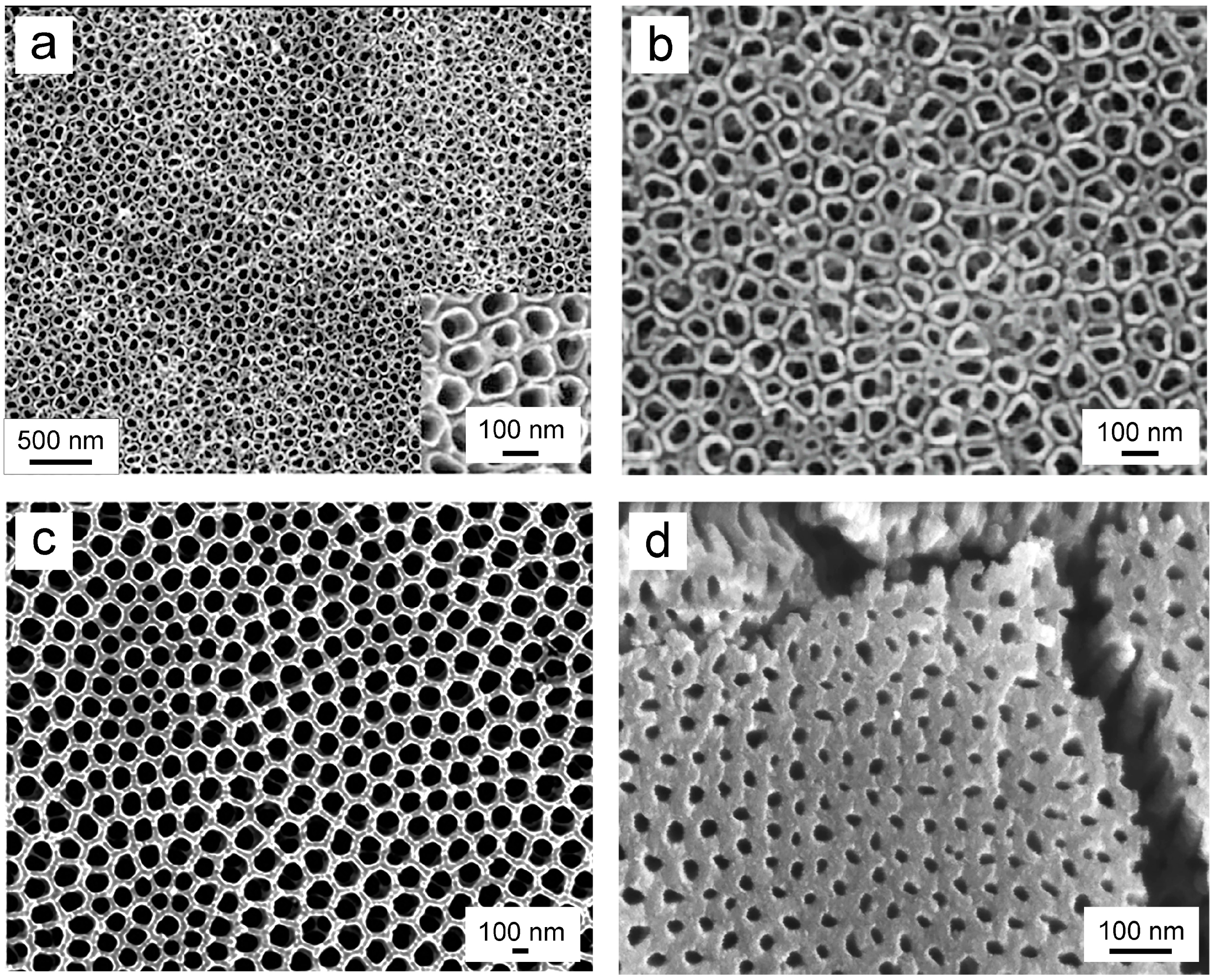 Biomimetics 09 00408 g004