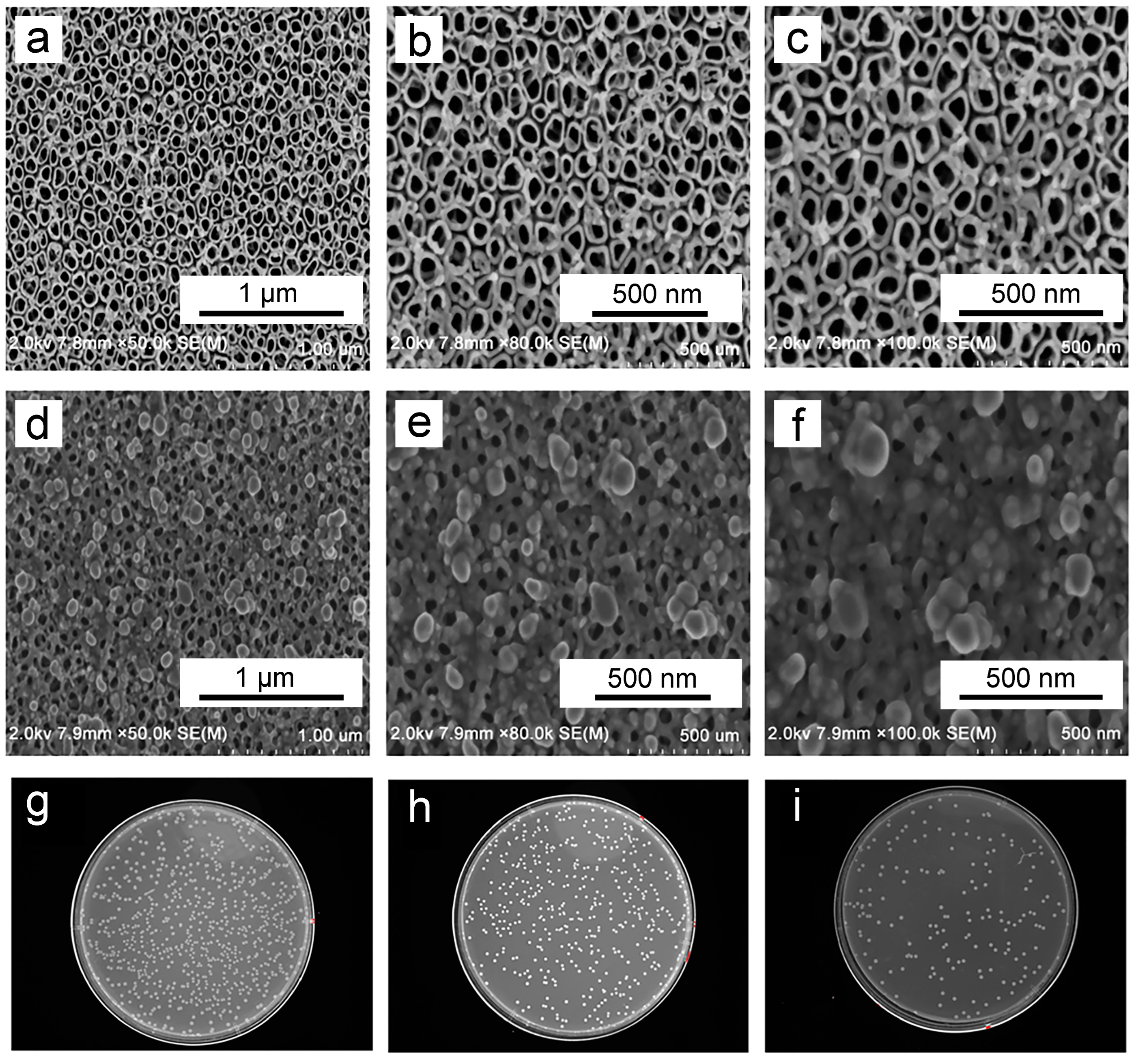 Biomimetics 09 00408 g008
