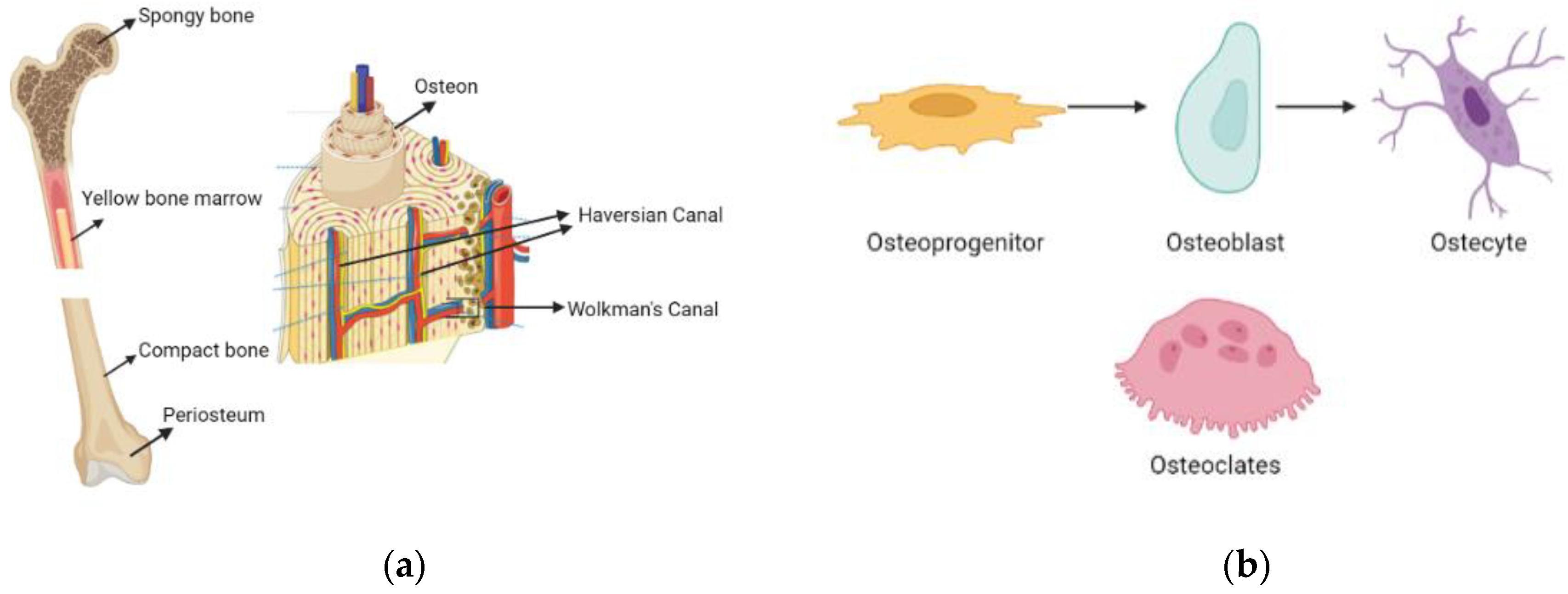 Biomimetics 09 00409 g001 Biomimetics 09 00409 g001