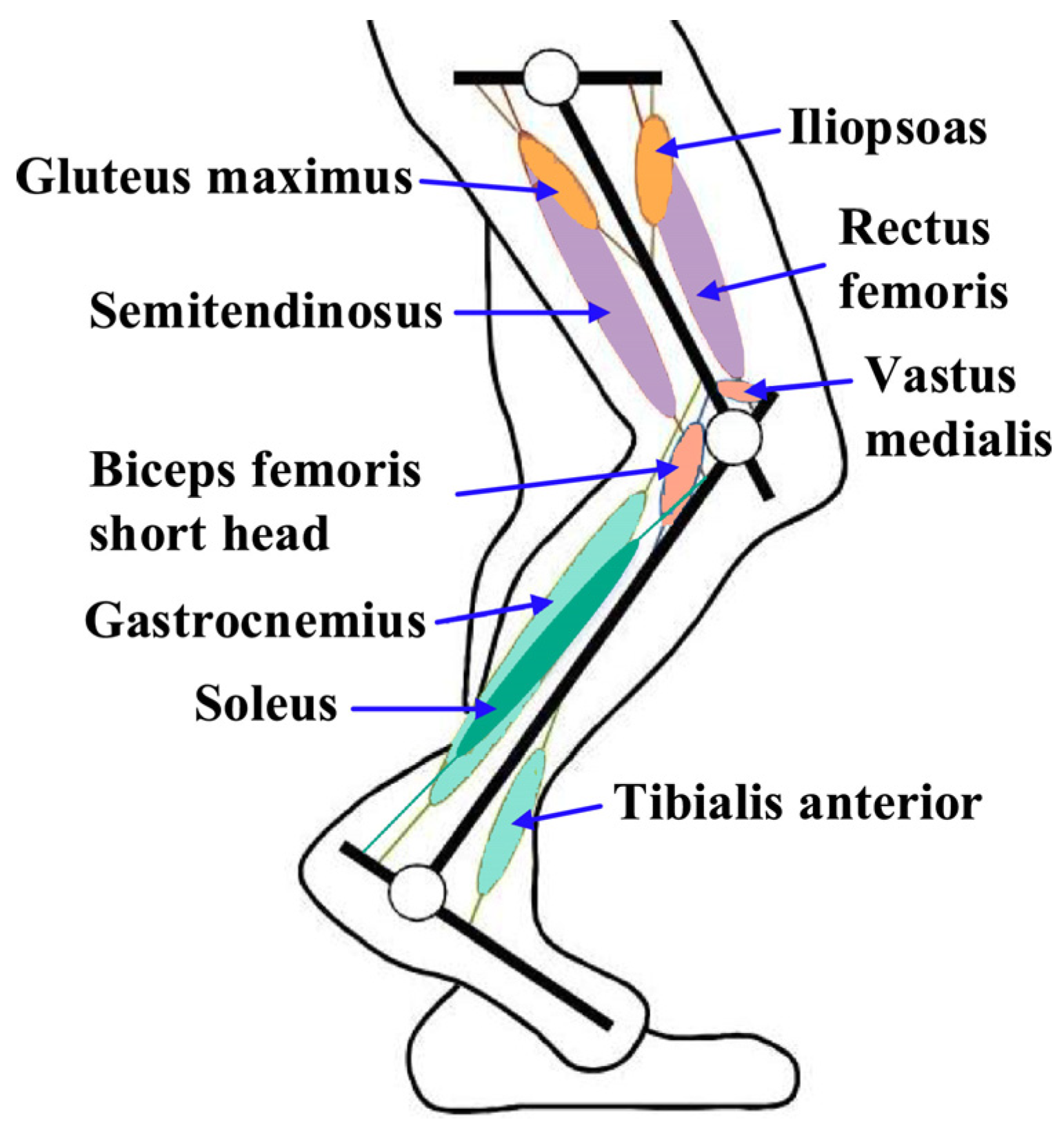 Biomimetics 09 00410 g007