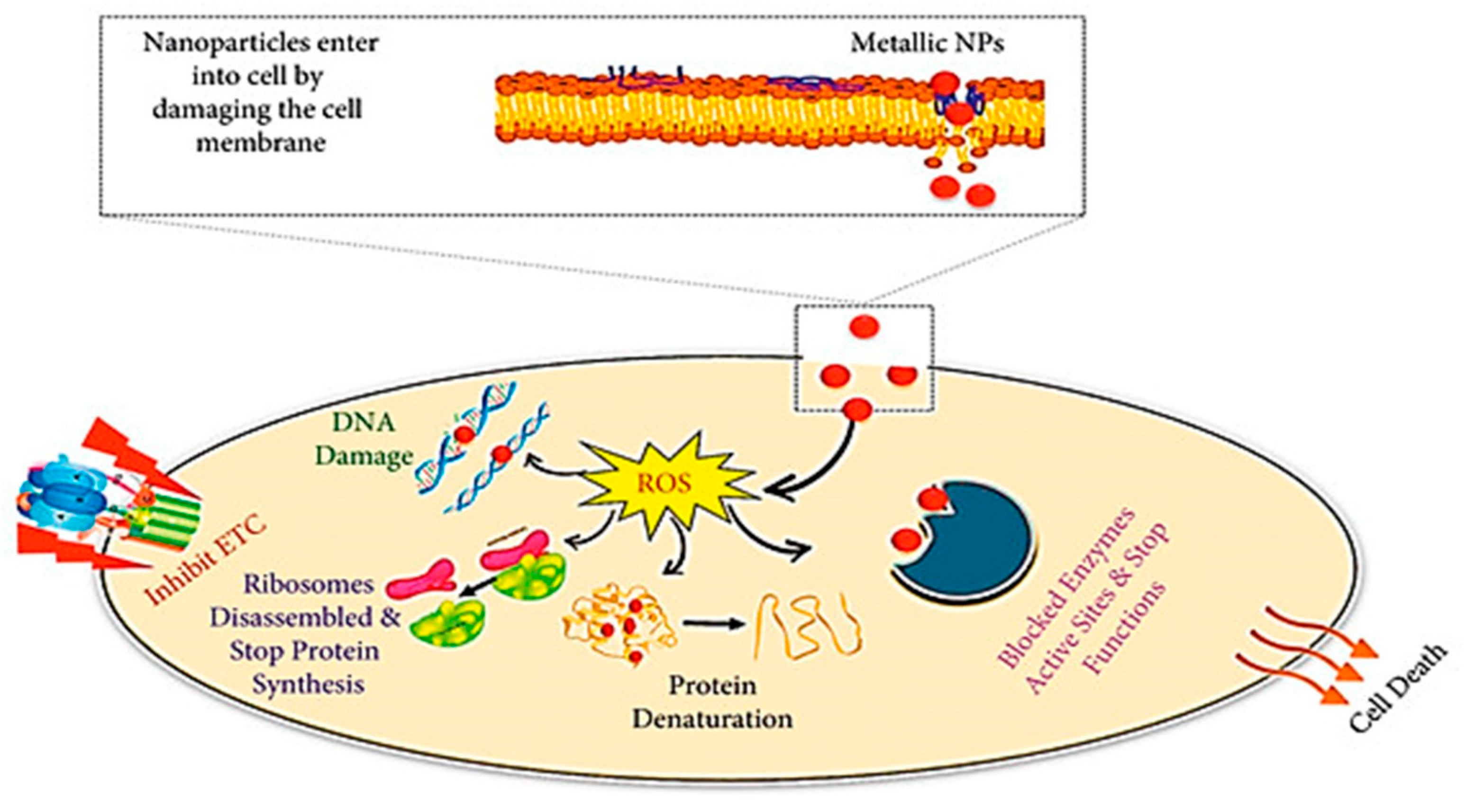 Biomimetics 09 00425 g007
