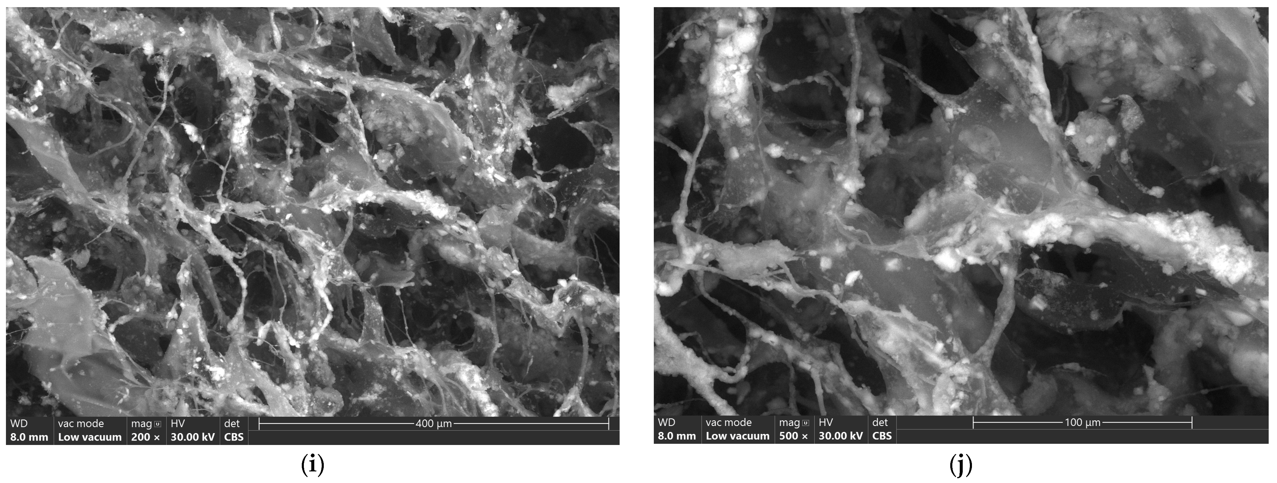 Biomimetics 09 00428 g003c