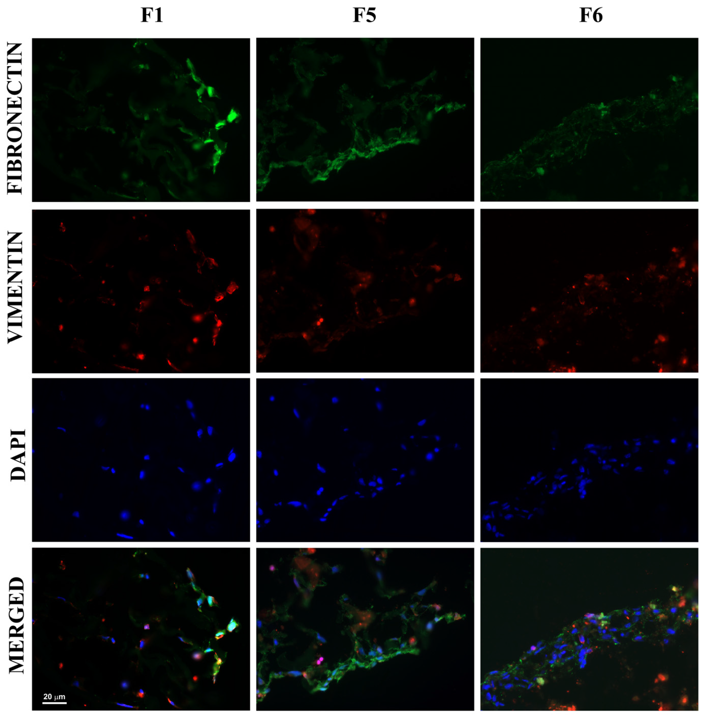 Biomimetics 09 00428 g006