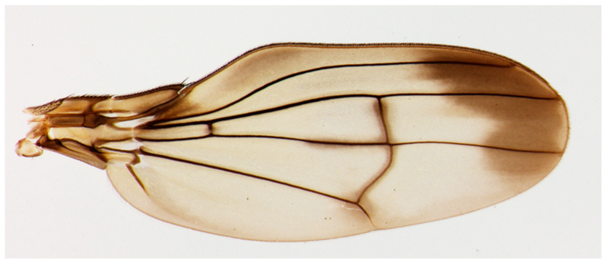 Biomimetics 09 00451 g001