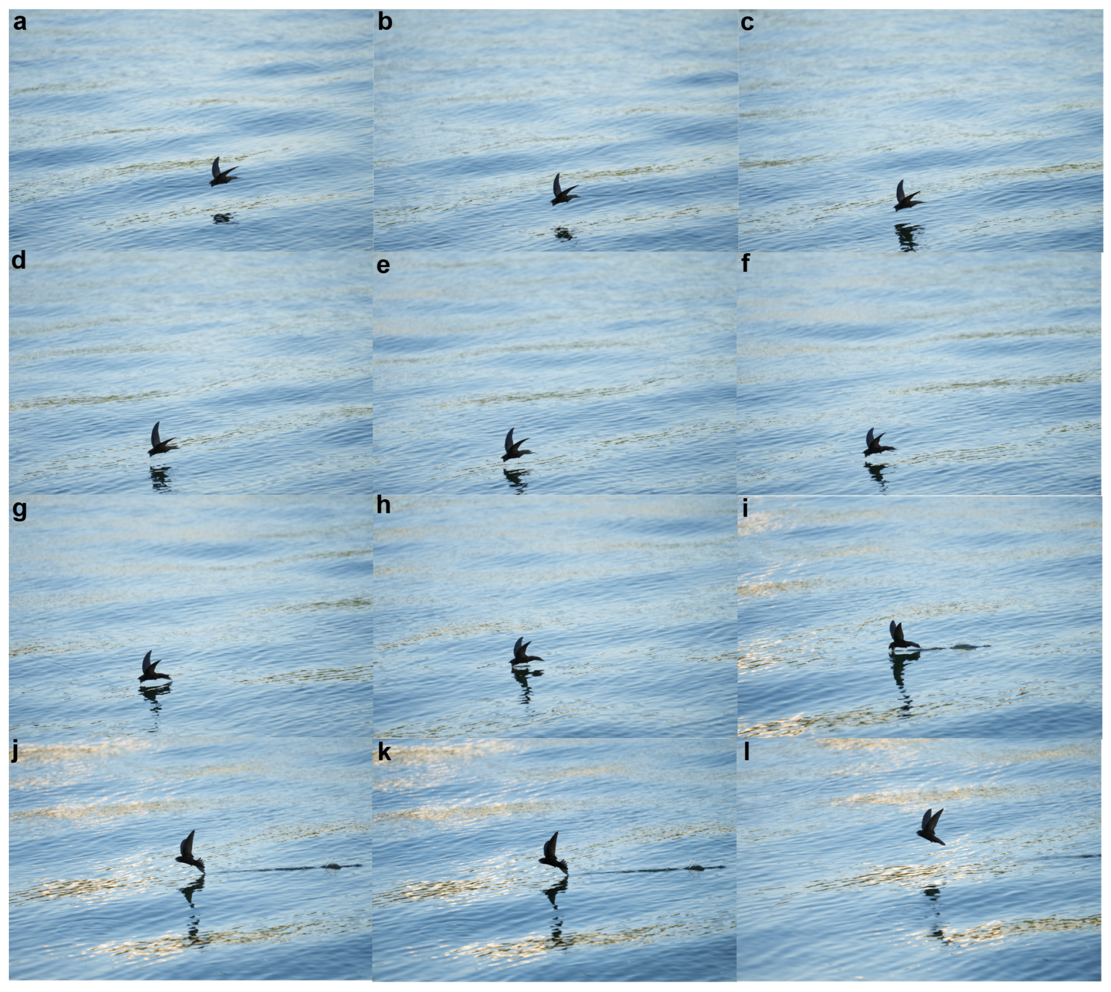 Biomimetics 09 00457 g001