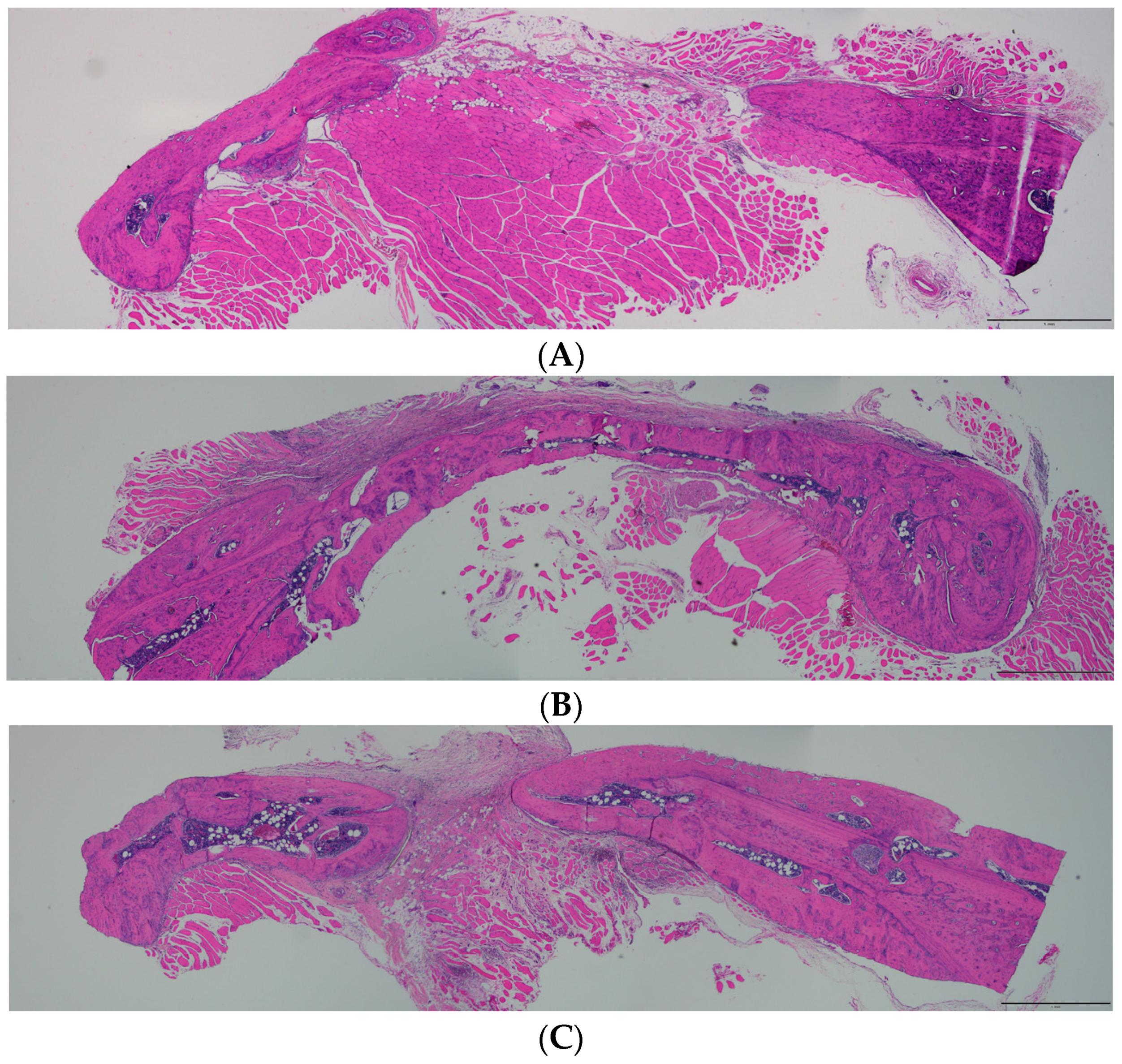 Biomimetics 09 00466 g005