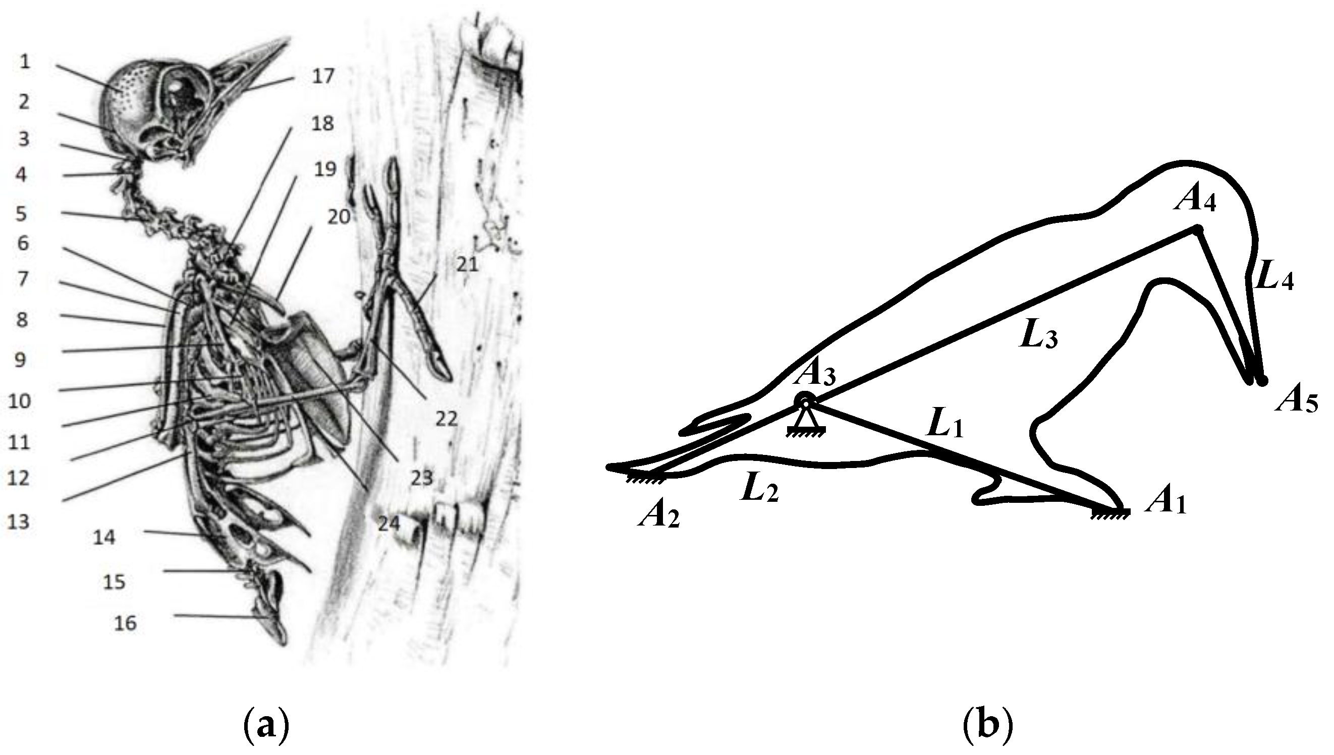 Biomimetics 09 00479 g004