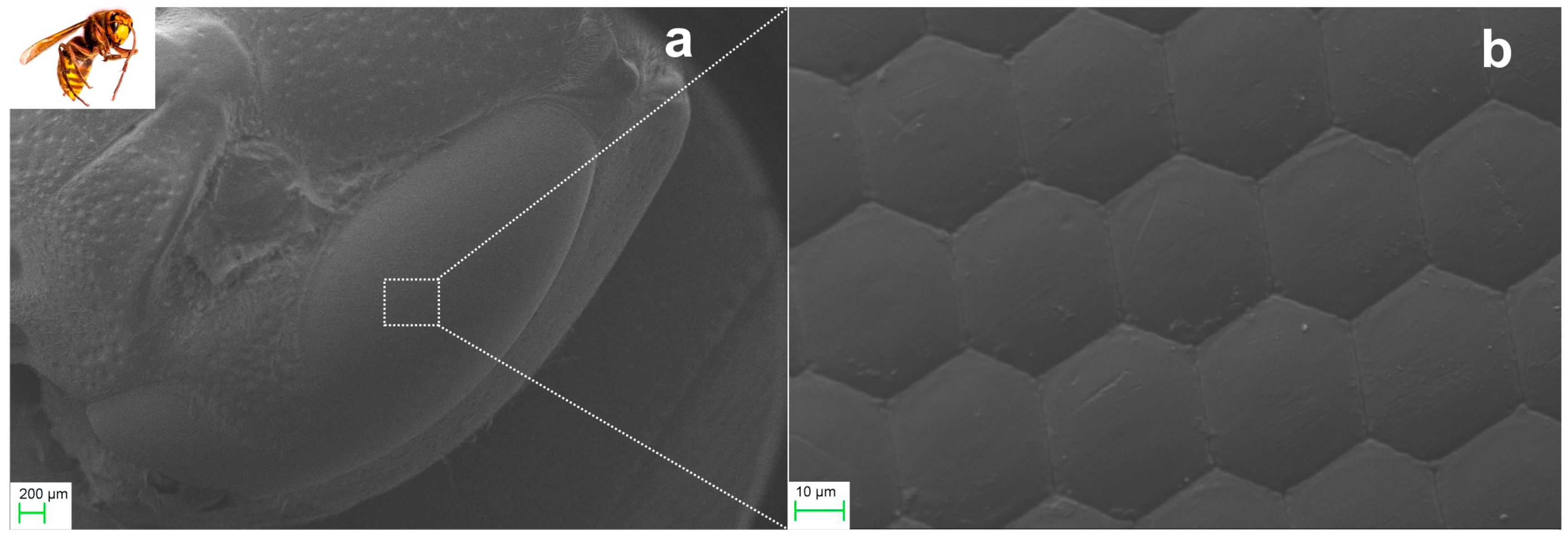 Biomimetics 09 00487 g001