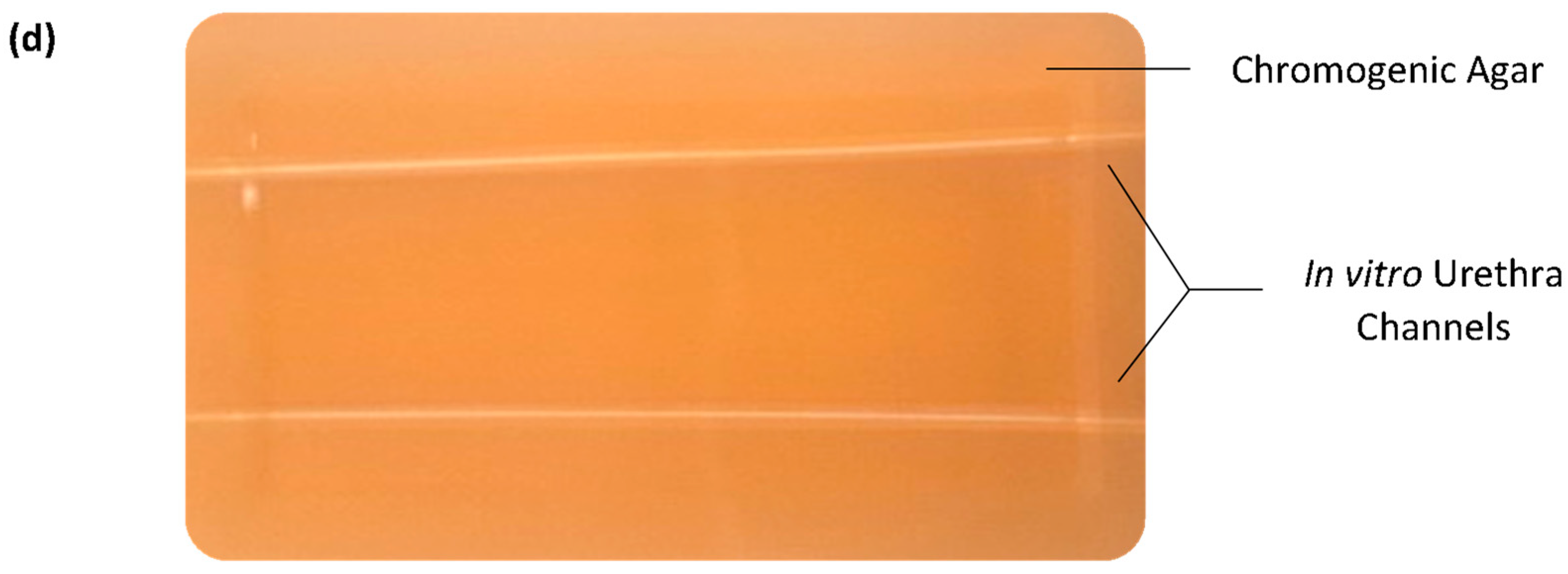 Biomimetics 09 00491 g001b