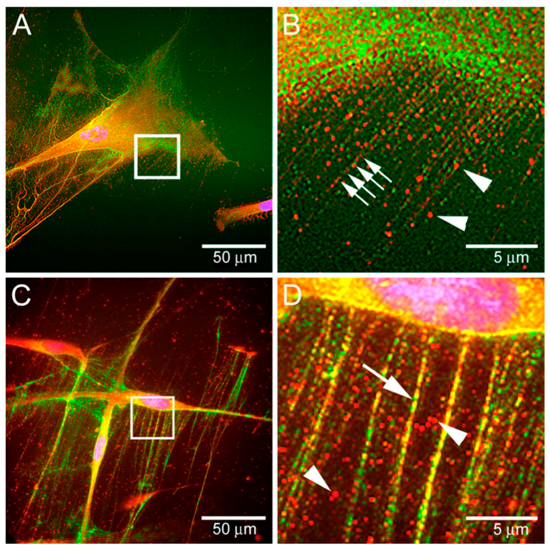 Biomimetics 09 00499 g003 Biomimetics 09 00499 g003